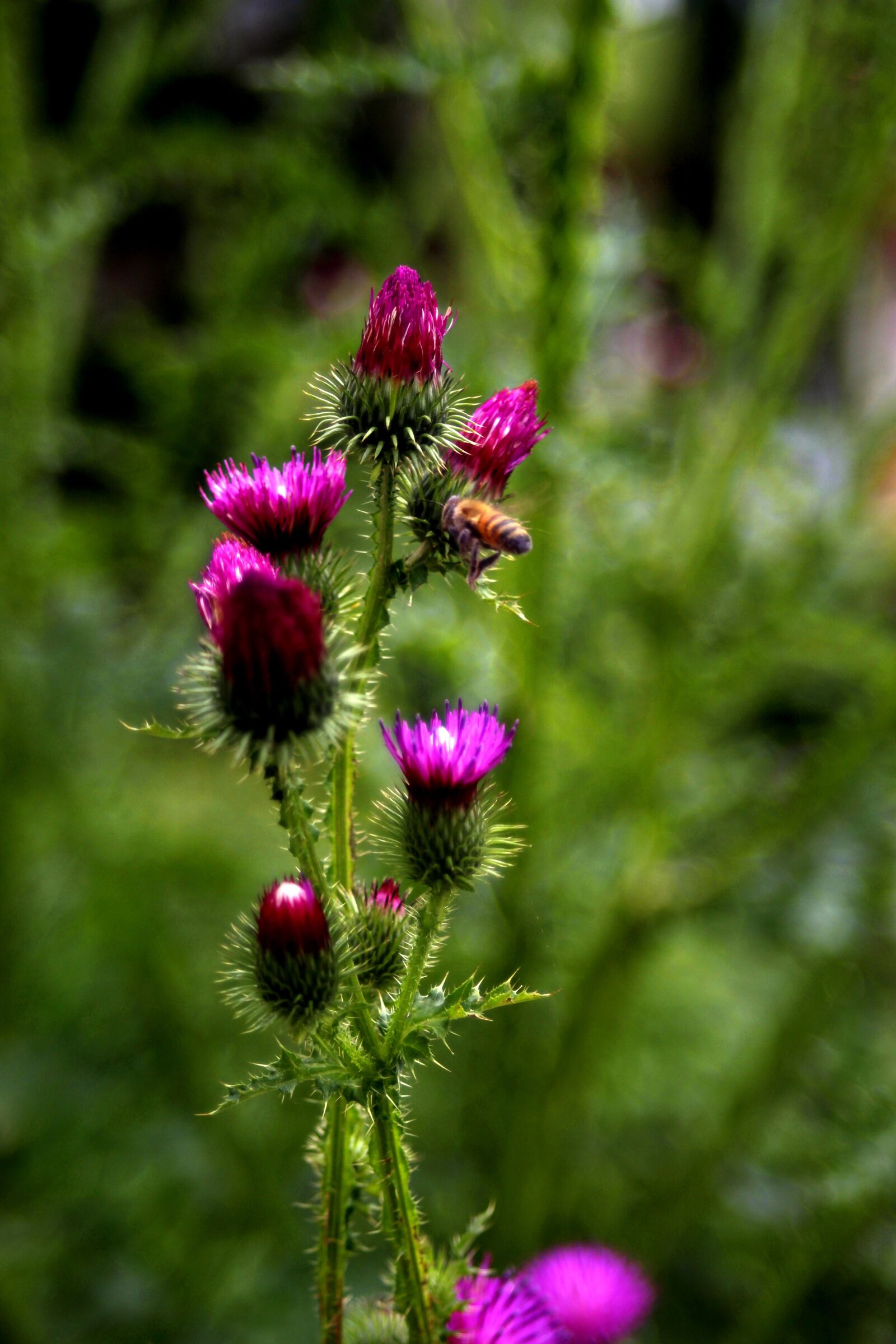 Canon EOS 100D (EOS Rebel SL1 / EOS Kiss X7) + Canon EF 28-70mm f/3.5-4.5 sample photo. Thistle, bug, flowers photography