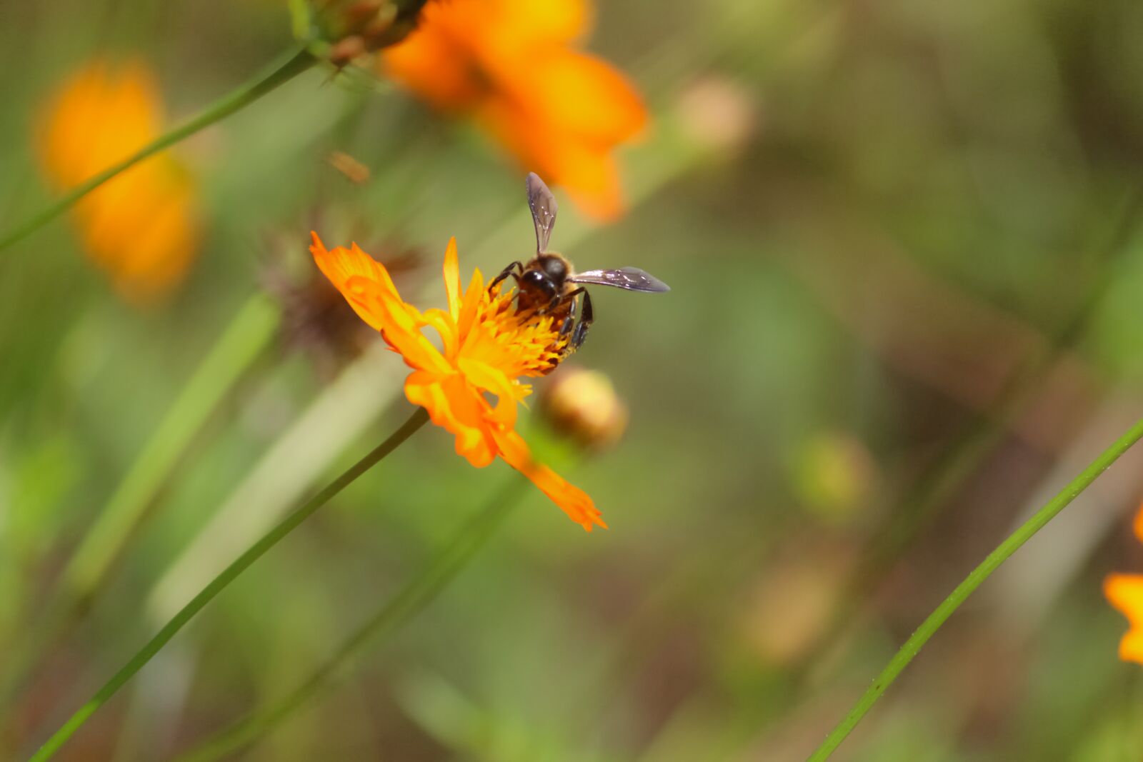 Canon EOS 700D (EOS Rebel T5i / EOS Kiss X7i) sample photo. Nature, insect, outdoors photography