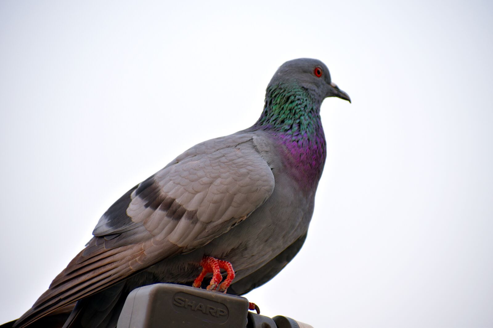 Nikon D5600 sample photo. Feral pigeon, green neck photography