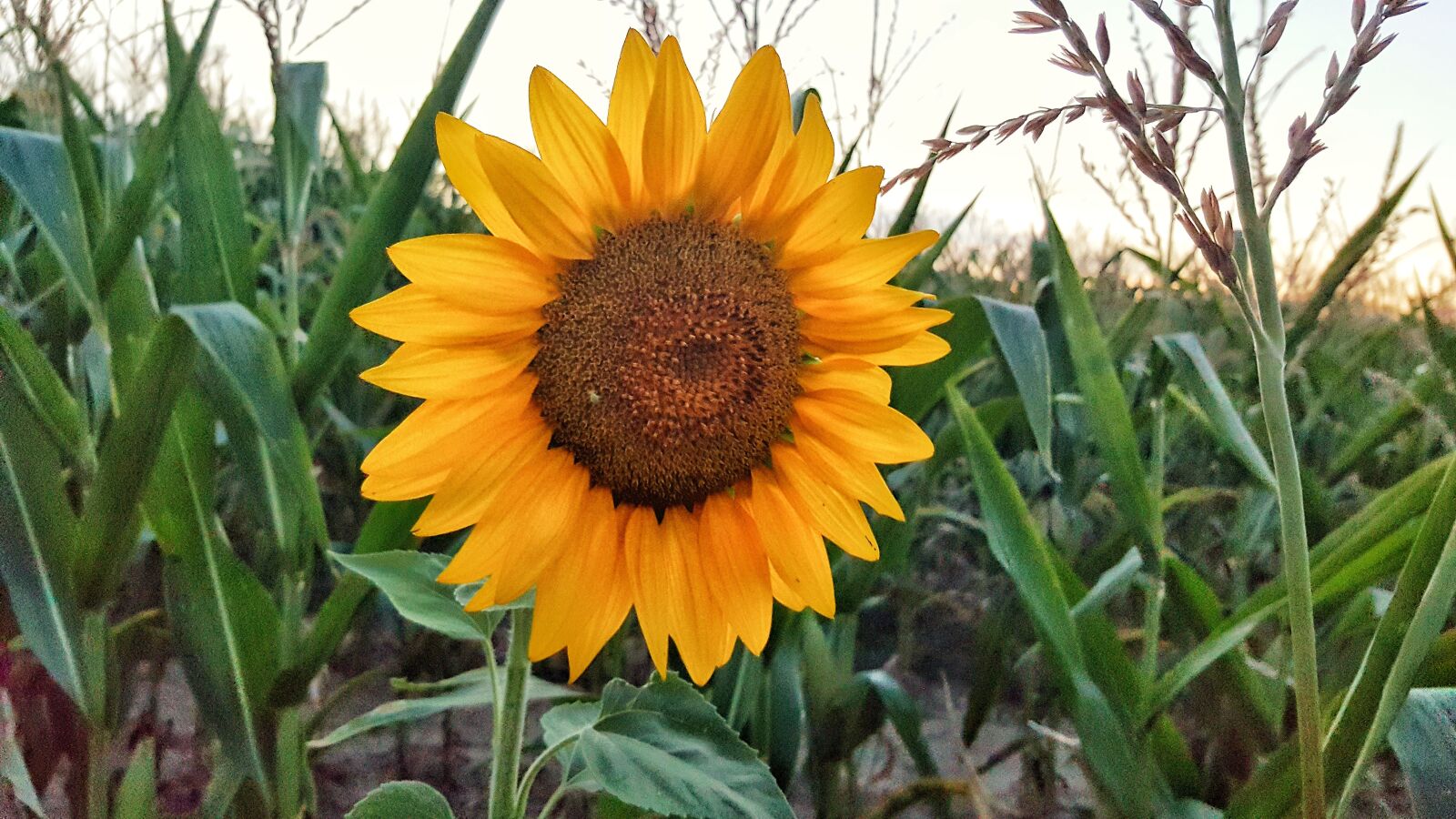 Samsung Galaxy S6 sample photo. Sunflower, nature, flower photography