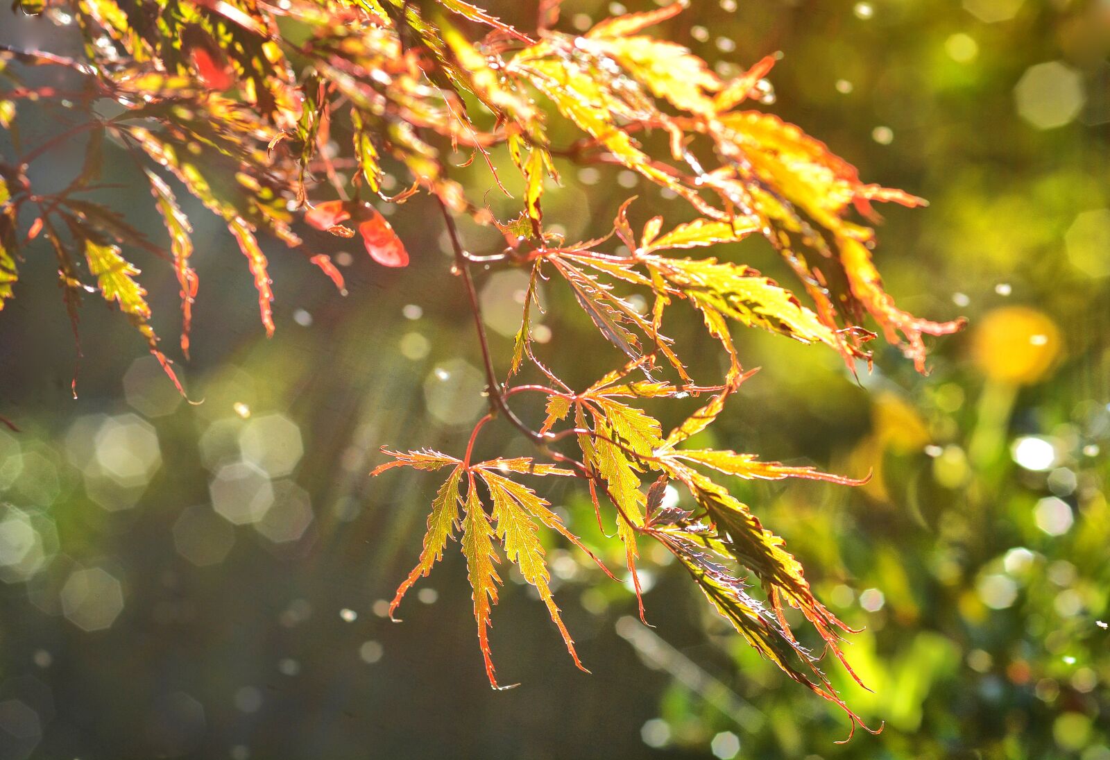 Nikon D7100 sample photo. Leaf, autumn, maple photography