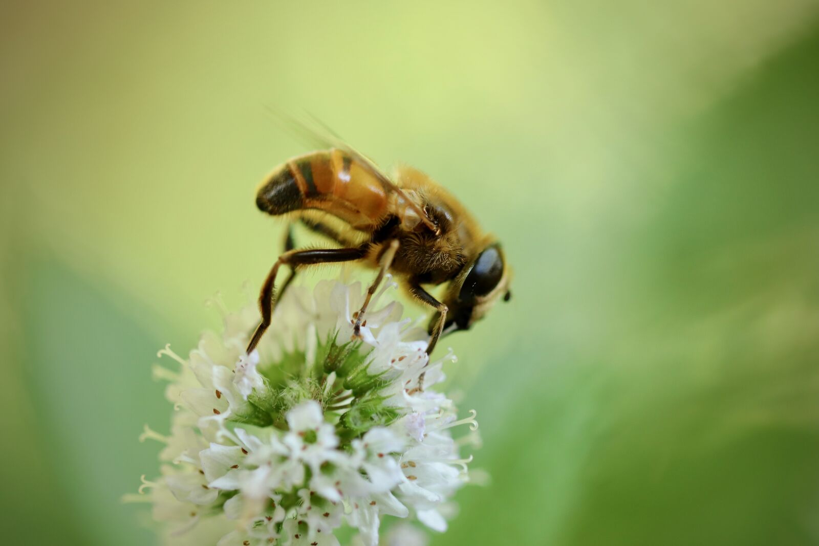Canon EOS 800D (EOS Rebel T7i / EOS Kiss X9i) sample photo. Insect, hornet hover fly photography