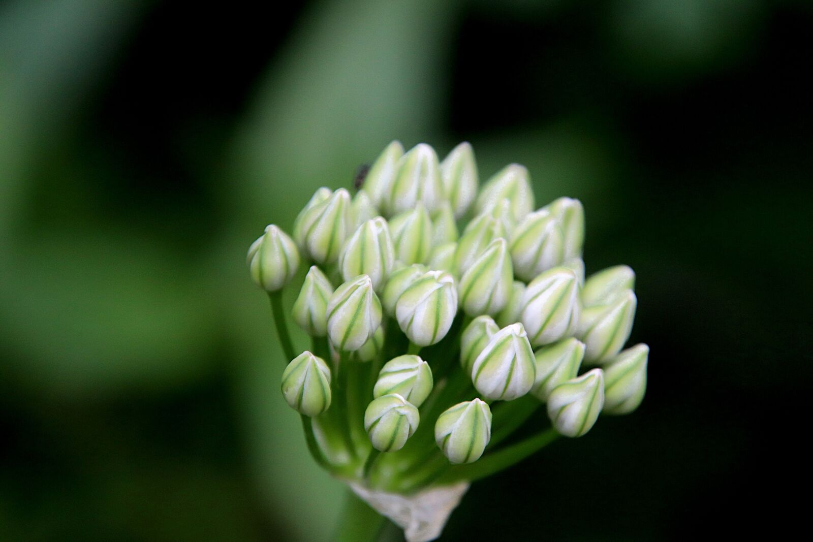 Canon EOS 800D (EOS Rebel T7i / EOS Kiss X9i) sample photo. Flowers, flower buds, buttons photography