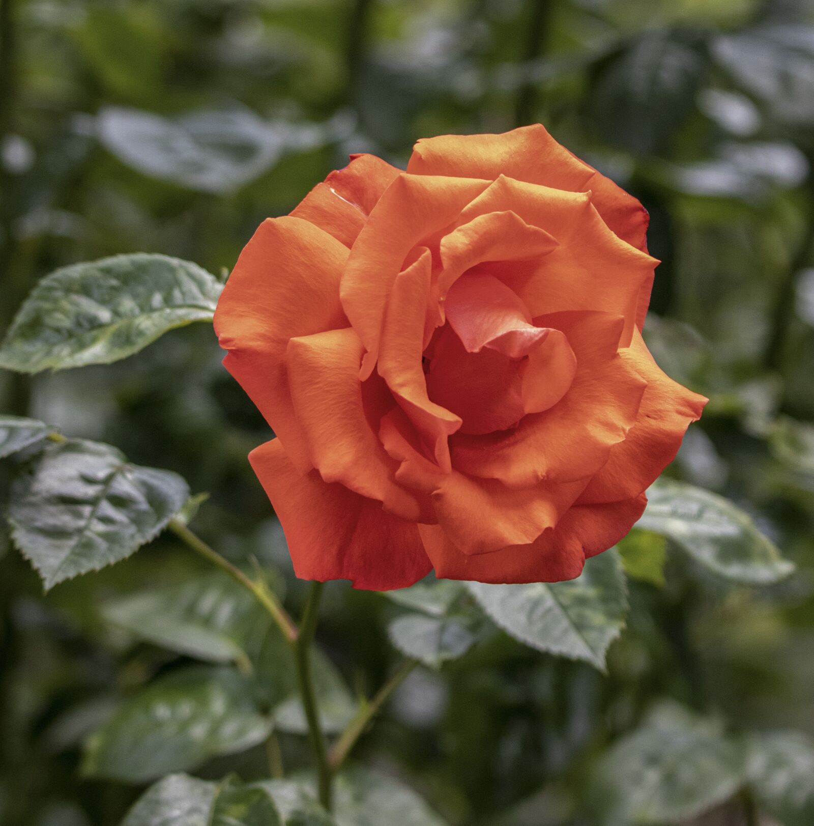 Sigma 100-400mm F5-6.3 DG OS HSM sample photo. Rose, bloom, romantic photography