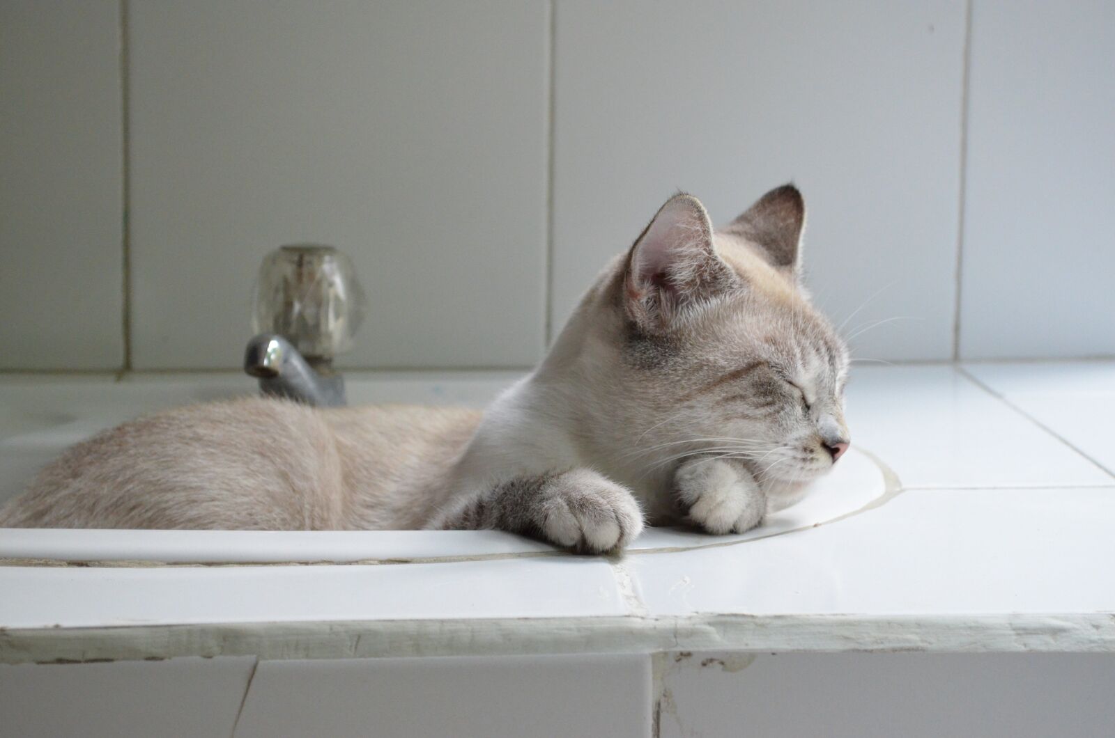 Nikon D5100 sample photo. Cat, animal, sleeping photography