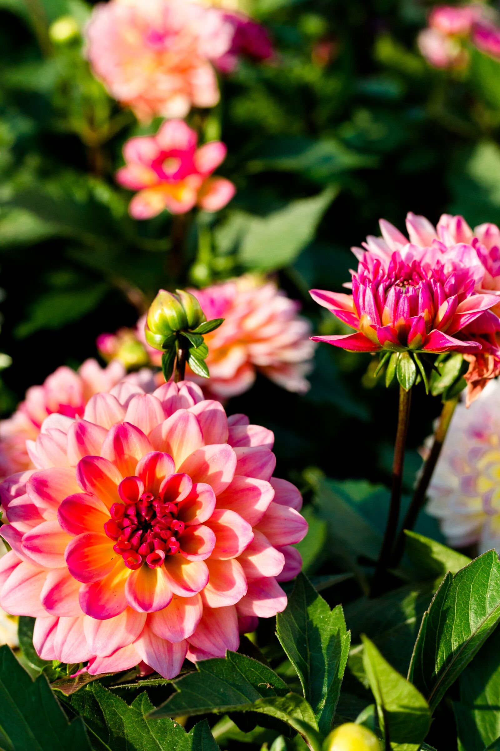 Canon EOS 5D Mark III sample photo. Flower, plant, nature photography