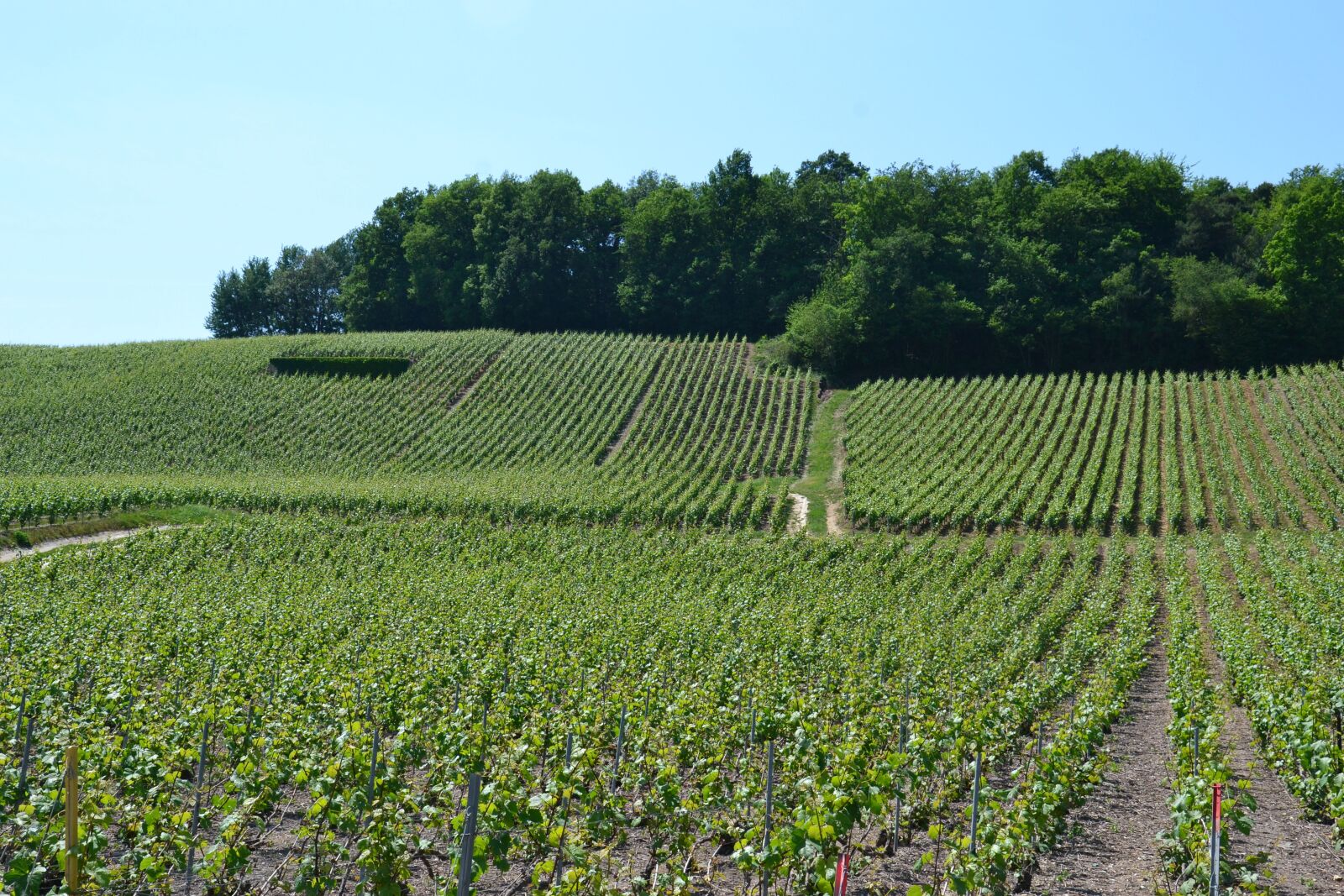 Nikon D3100 sample photo. Champagne, vine, wine photography