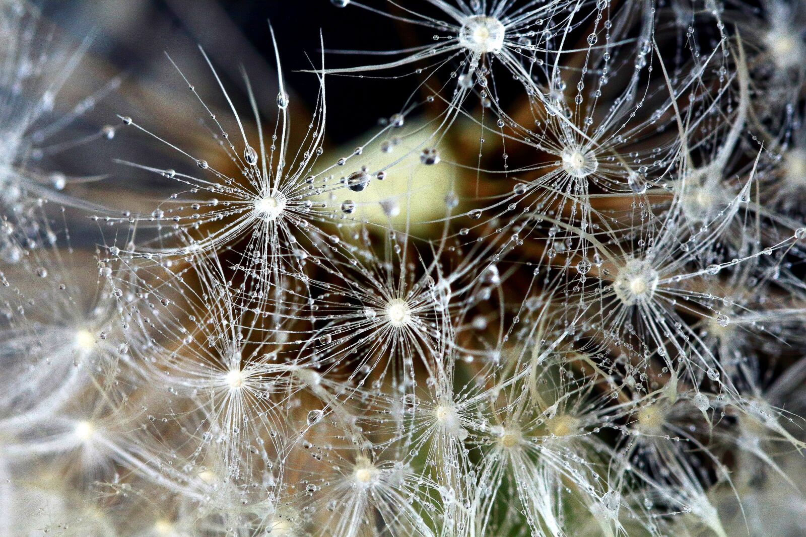 Canon EOS 1200D (EOS Rebel T5 / EOS Kiss X70 / EOS Hi) sample photo. Dandelion, raindrop, macro photography