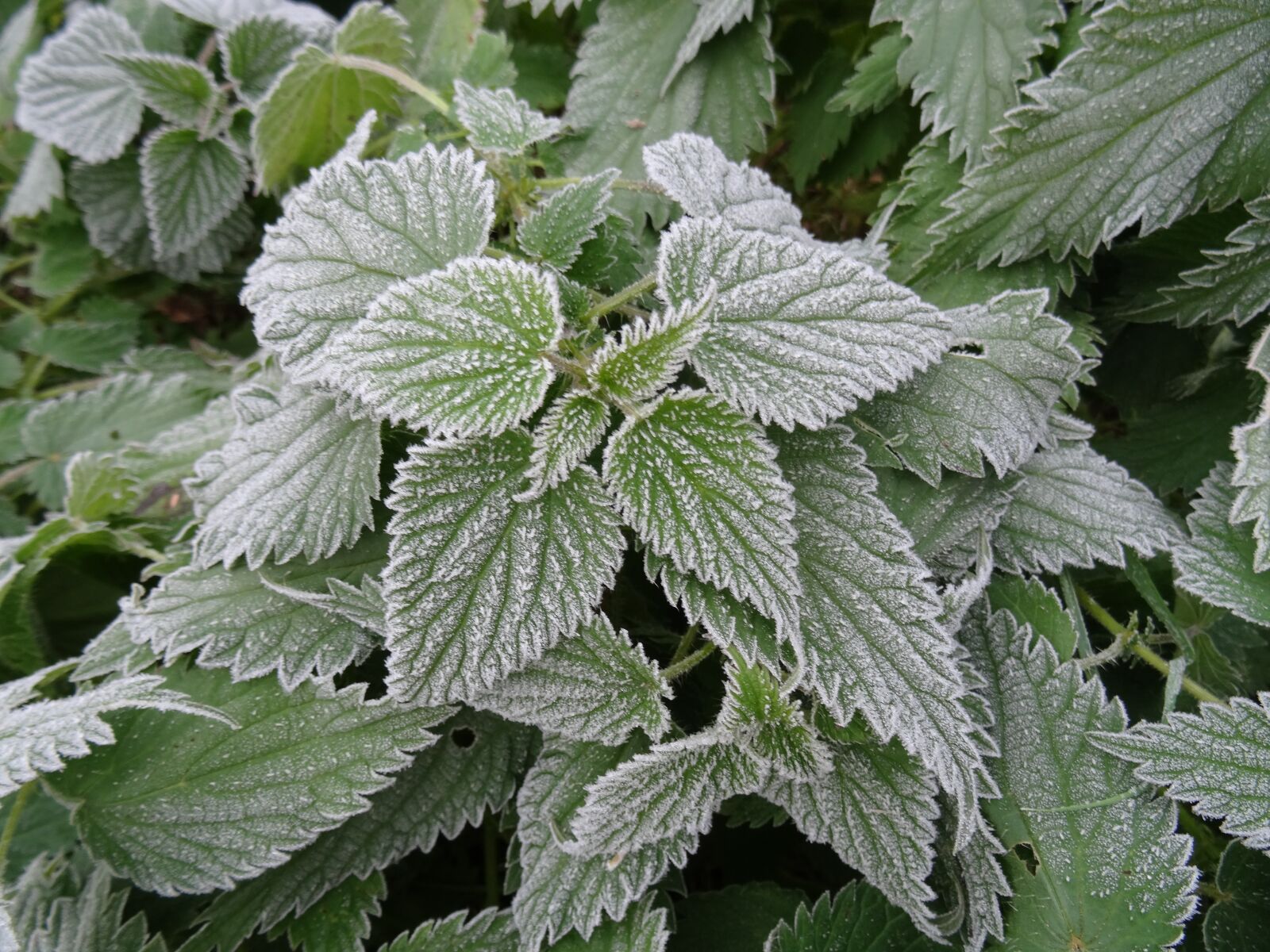 Sony DSC-HX50 sample photo. Nettles, frosted, garden photography