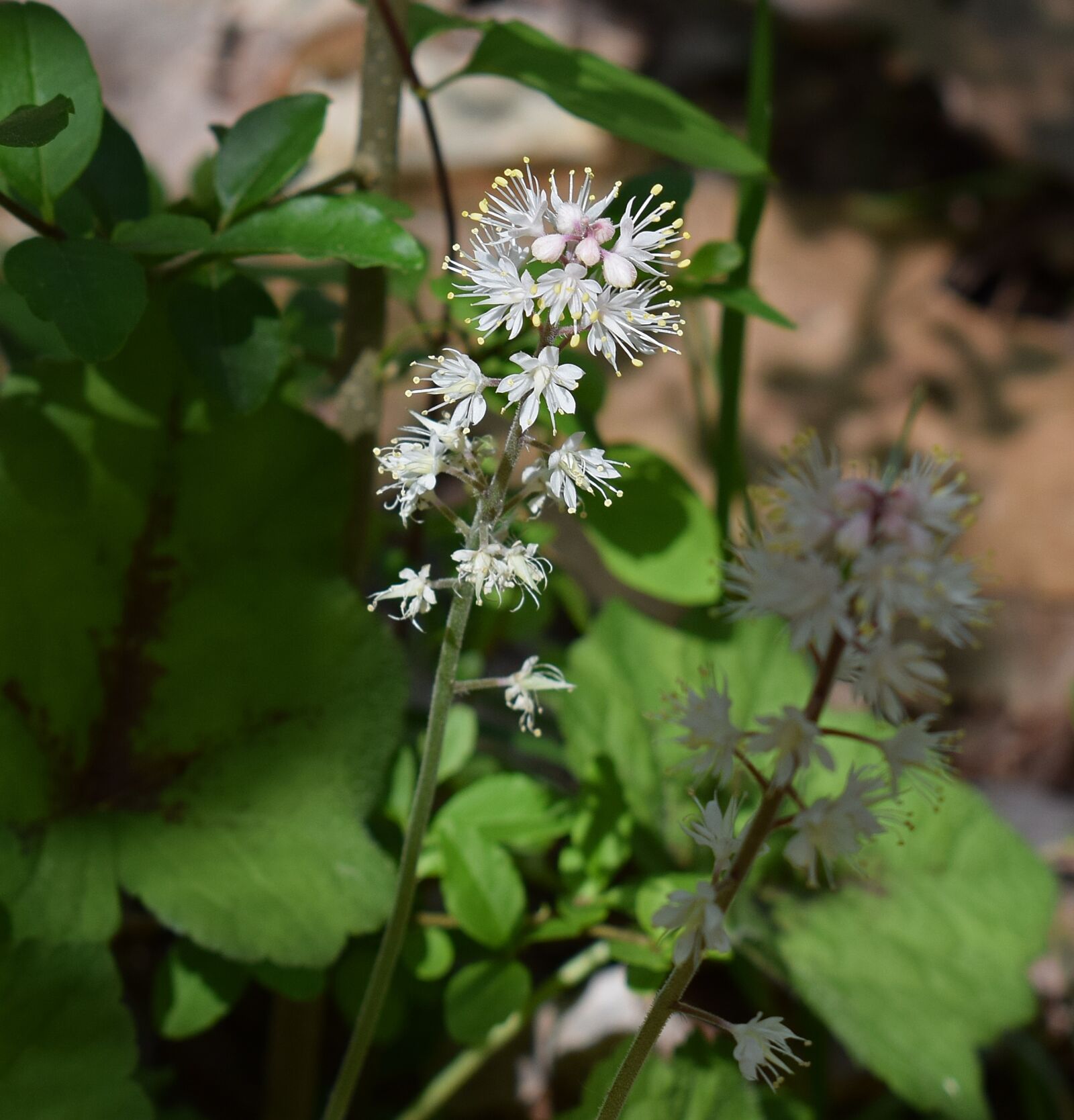Nikon D3300 sample photo. Foam flower, wildflower, flower photography