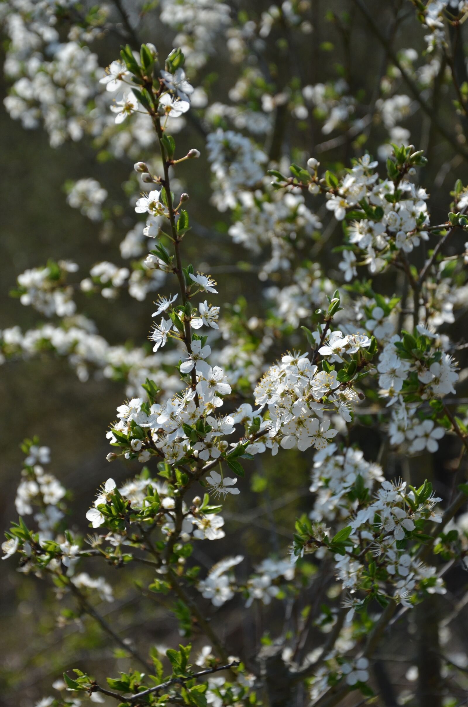 Nikon D7000 sample photo. Blossom, bloom, spring photography
