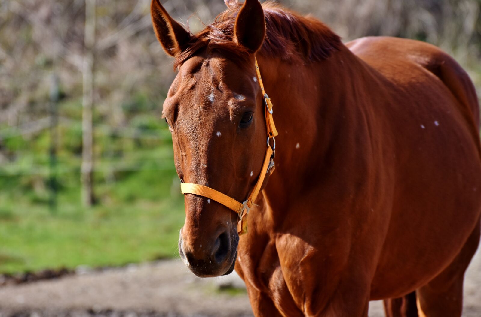 Nikon D7200 sample photo. Horse, stallion, horse head photography