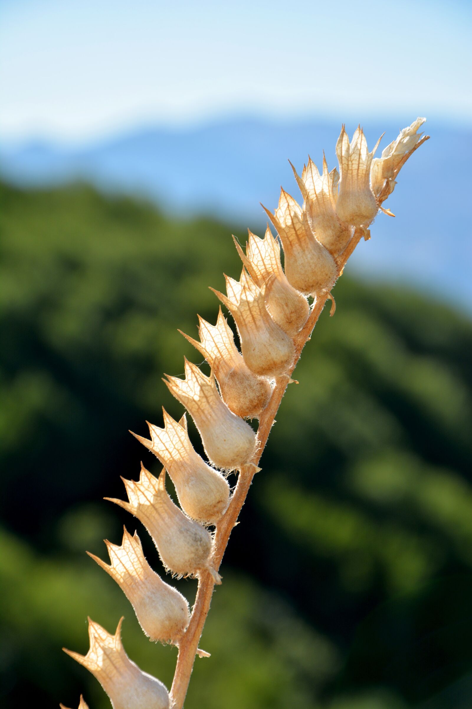 Nikon D7100 sample photo. Flower, nature, macro photography