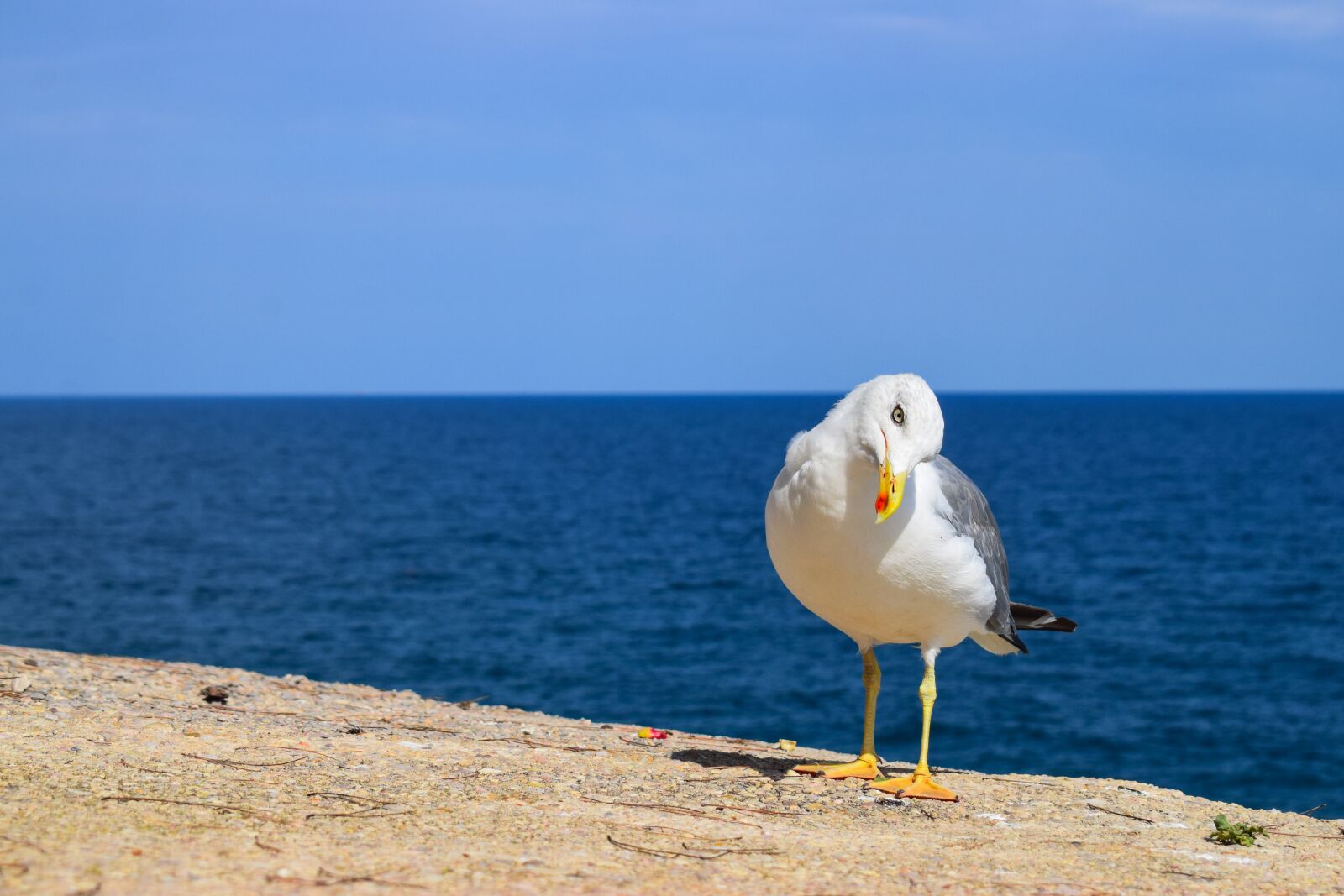 Nikon D5300 sample photo. Ave, seagull, bird photography