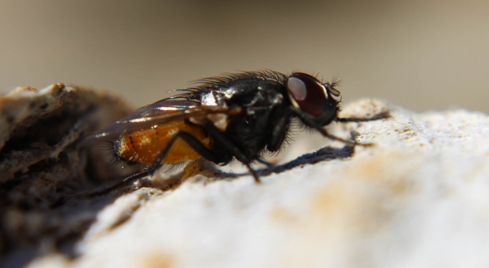 Canon EOS 1200D (EOS Rebel T5 / EOS Kiss X70 / EOS Hi) sample photo. Macro, fly photography