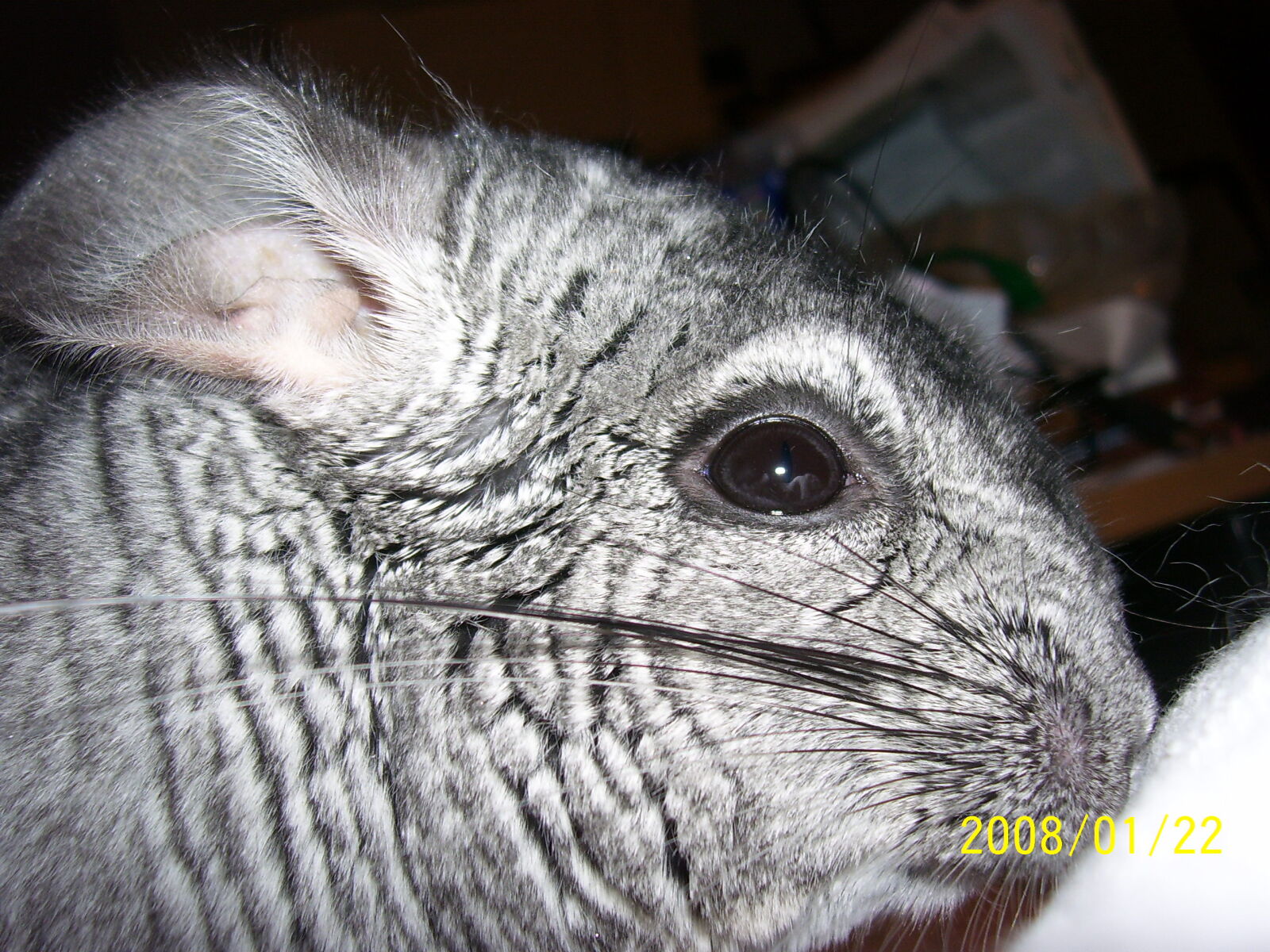 Kodak C340 ZOOM DIGITAL CAMERA sample photo. Chinchilla, close, up, face photography