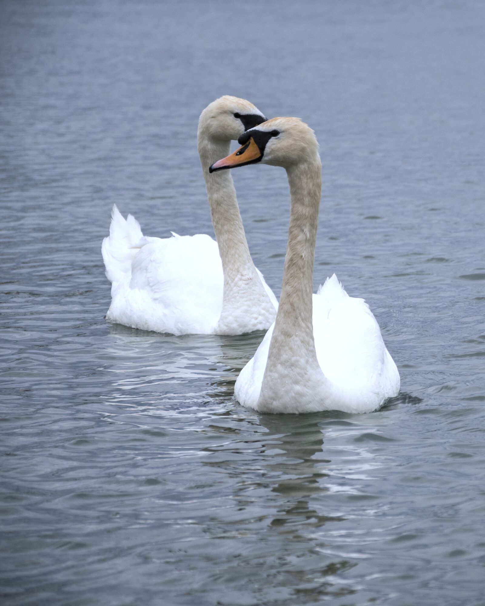 Nikon Z 50 sample photo. Swans, water, river photography