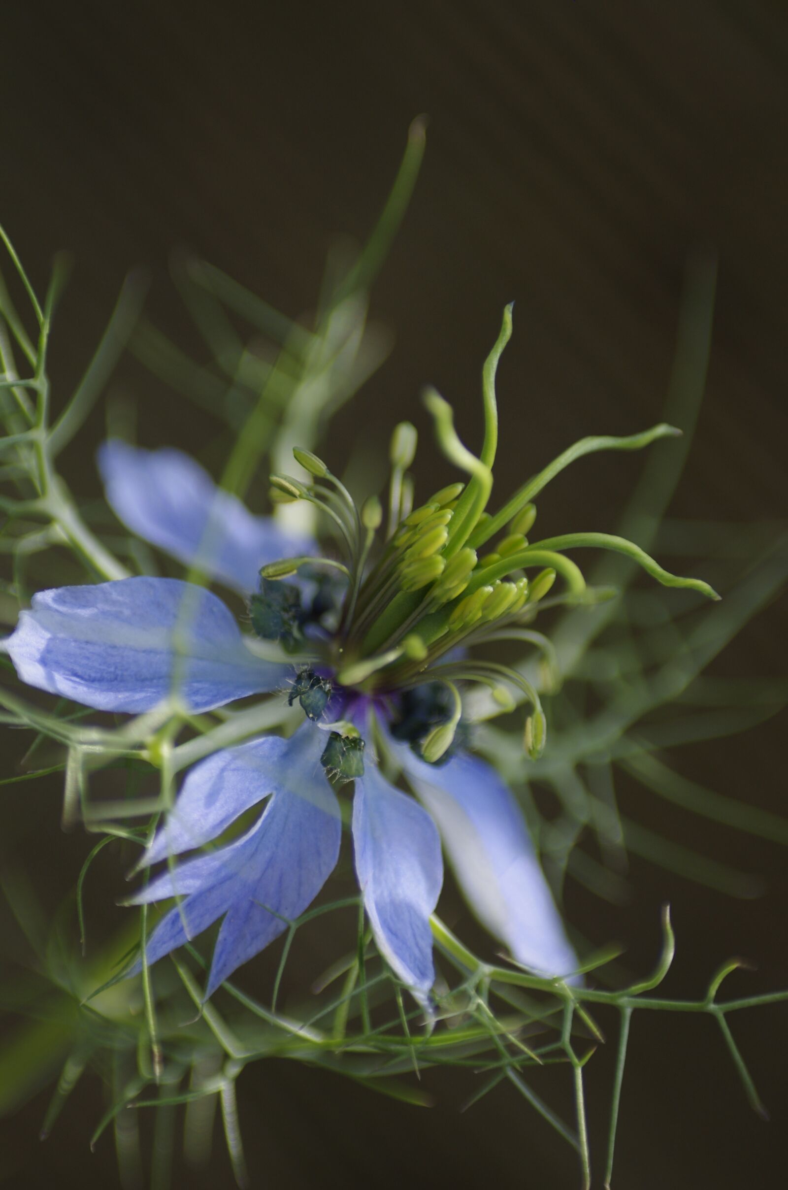 Pentax K-5 sample photo. Nigella, flower, blue photography