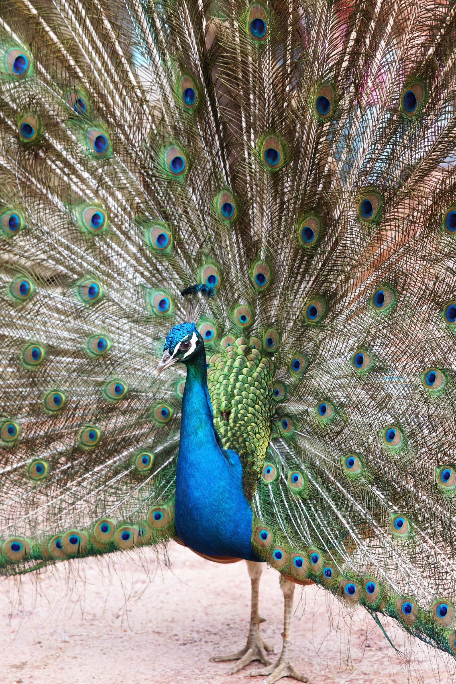 24-70mm F2.8 sample photo. Peacock, bird, animal photography