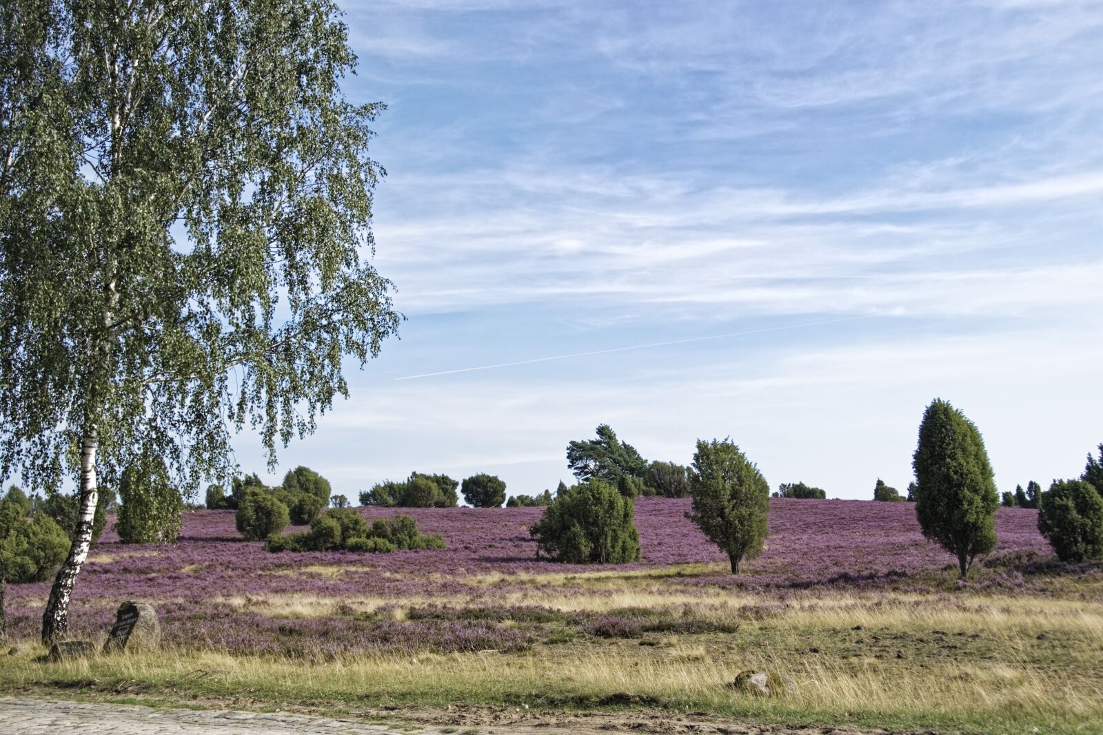 Nikon D500 sample photo. Germany, l neburg heath photography