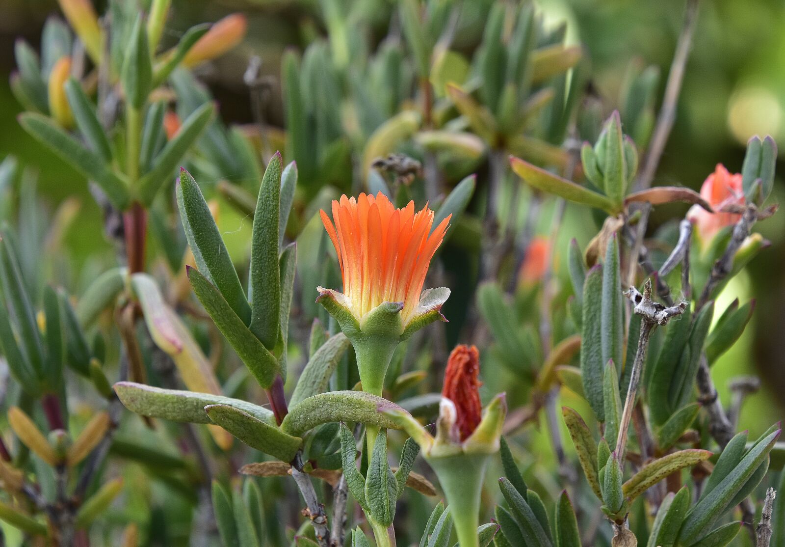 Nikon D7200 sample photo. Flower, nature, plant photography