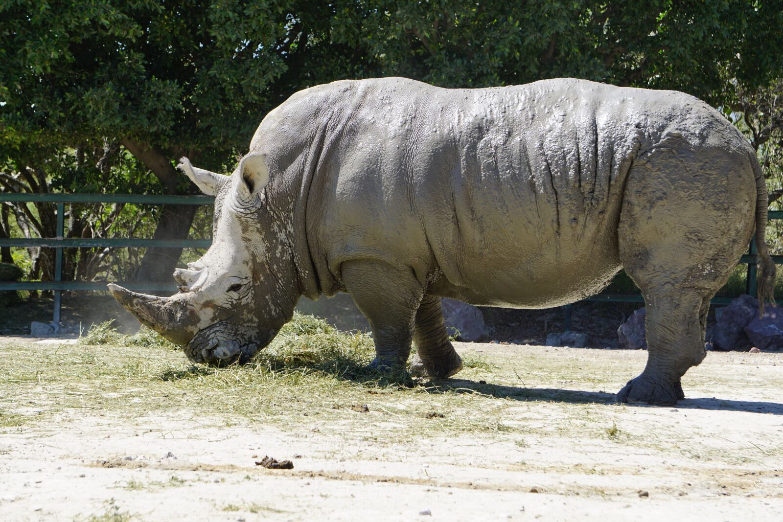 Sony a5100 sample photo. Rhinos, placental mammals, black photography