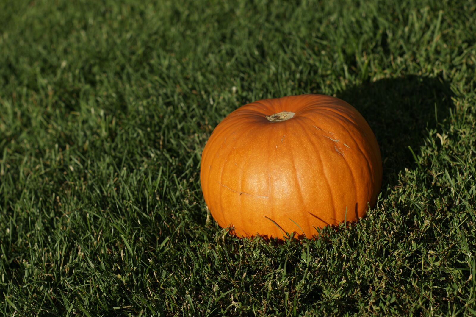 Sony Alpha DSLR-A290 sample photo. Pumpkin, halloween, halloween pumpkin photography