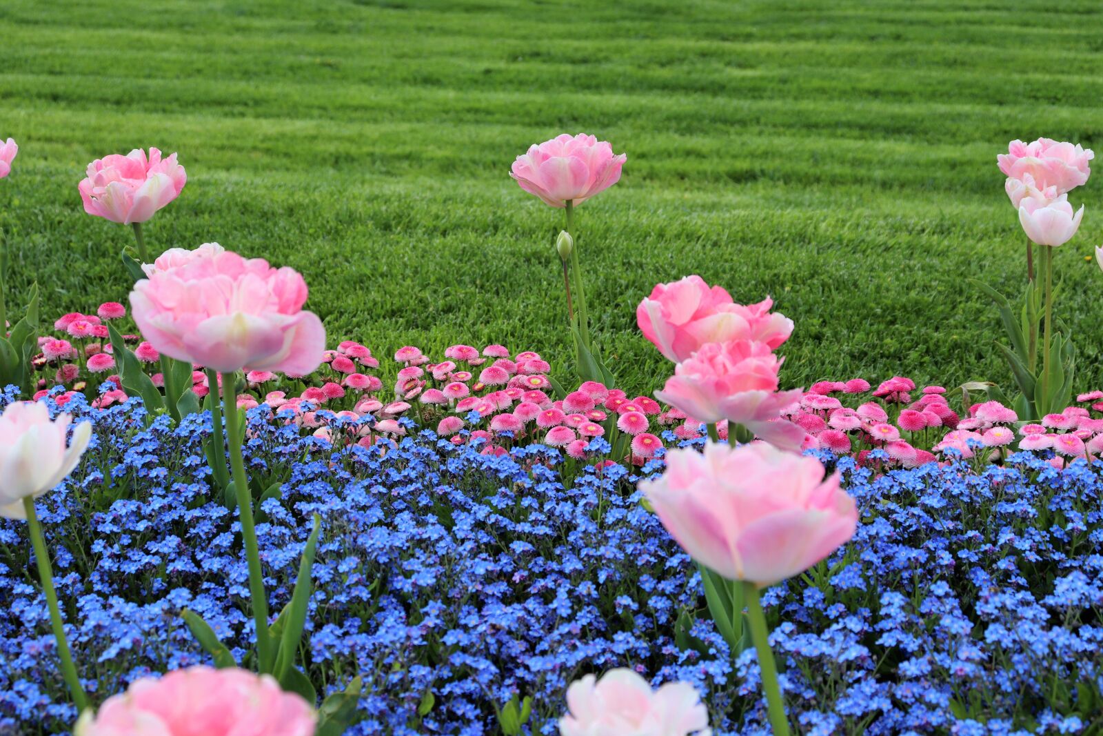 Canon EOS 200D (EOS Rebel SL2 / EOS Kiss X9) sample photo. Spring, pink tulips, blue photography