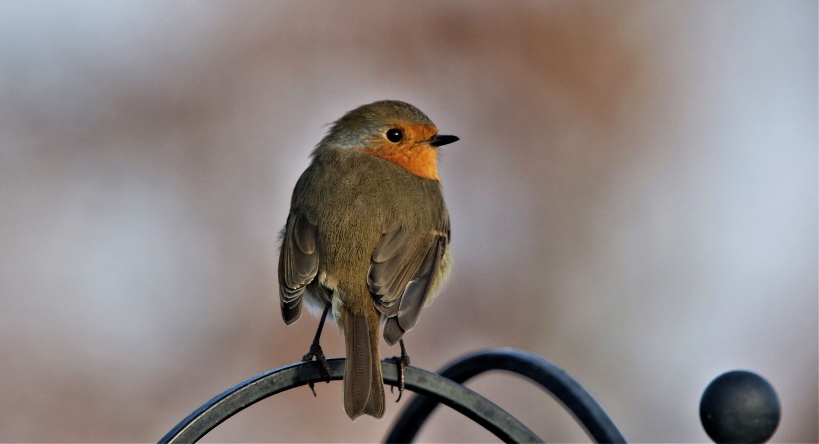 150-600mm F5-6.3 DG OS HSM | Contemporary 015 sample photo. Robin, robin breast, wild photography