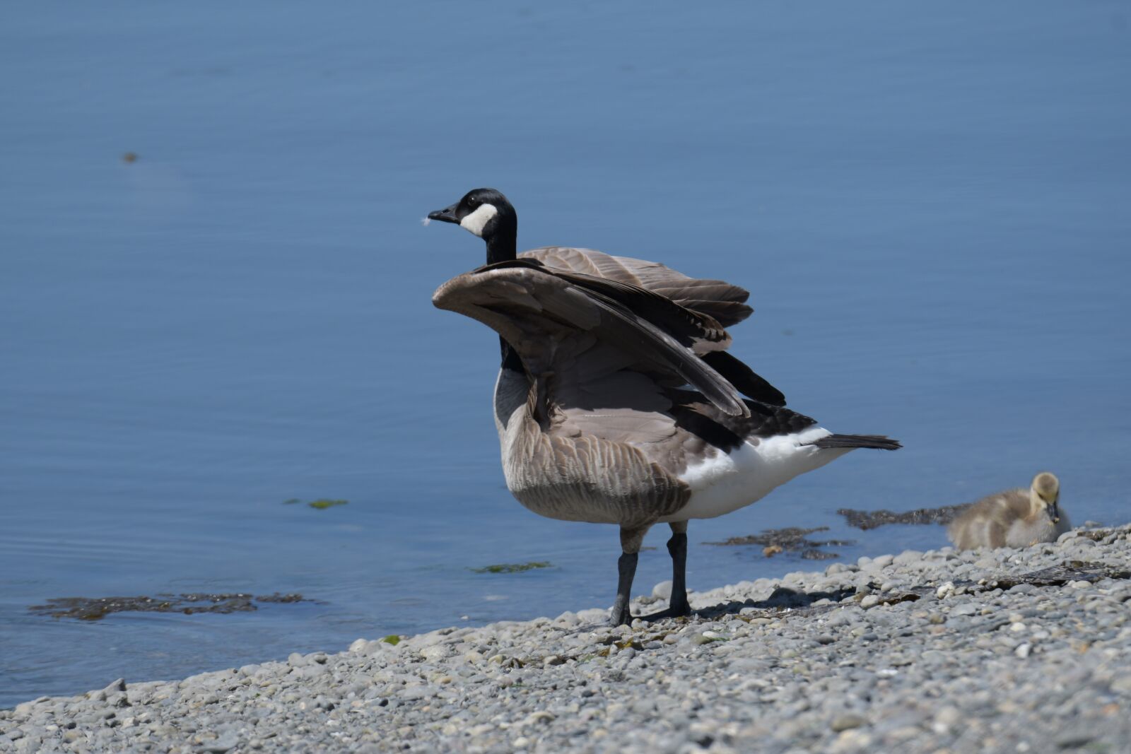 Nikon D500 sample photo. Goose, chick, animal photography