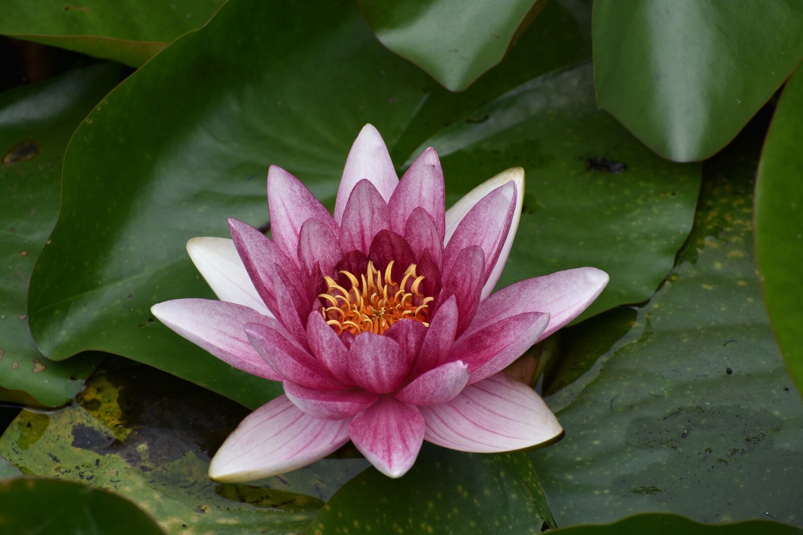 Nikon D3400 sample photo. Water lily, flowers, bloom photography