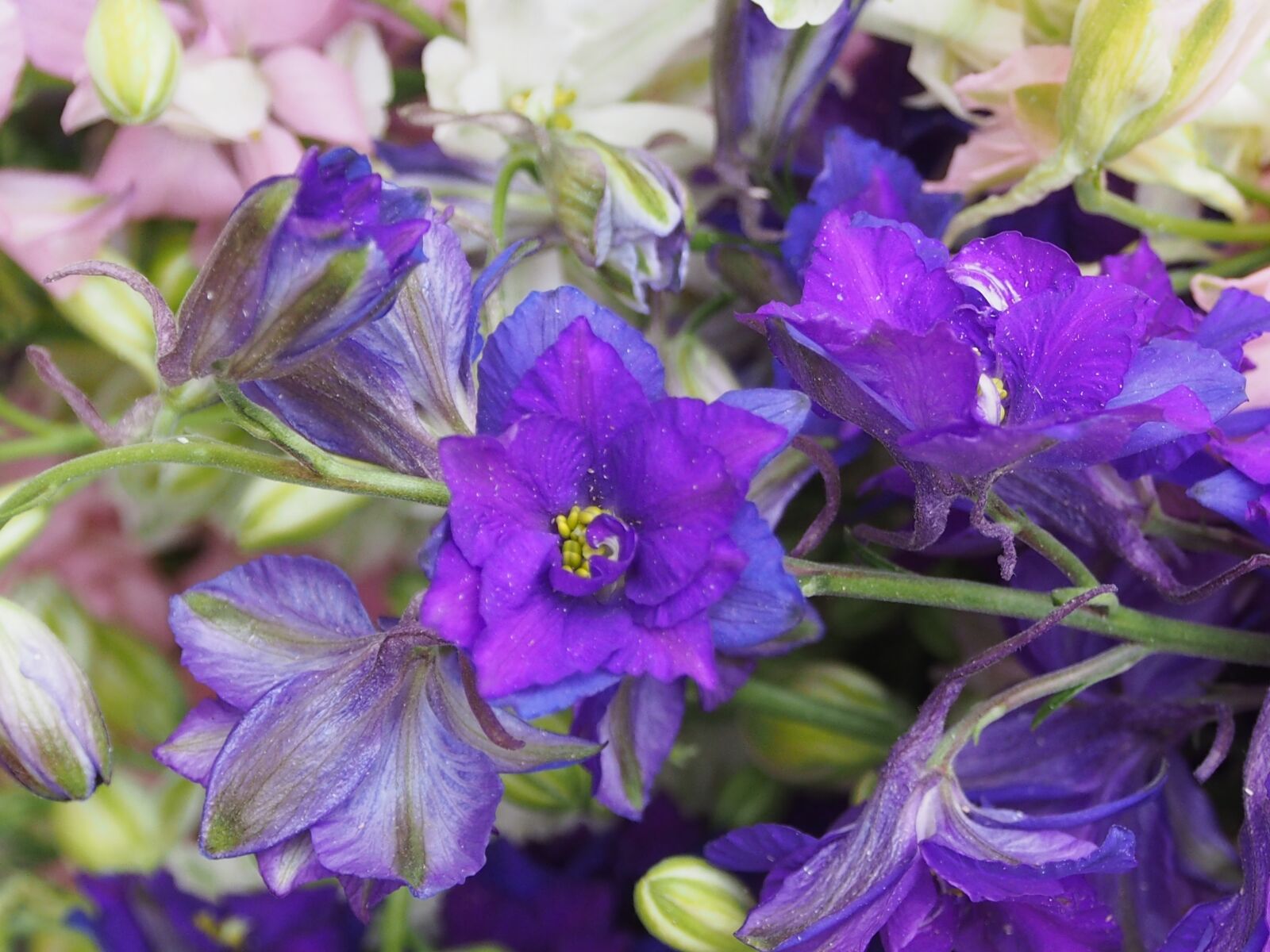 Olympus OM-D E-M5 sample photo. Flower, plant, larkspur photography