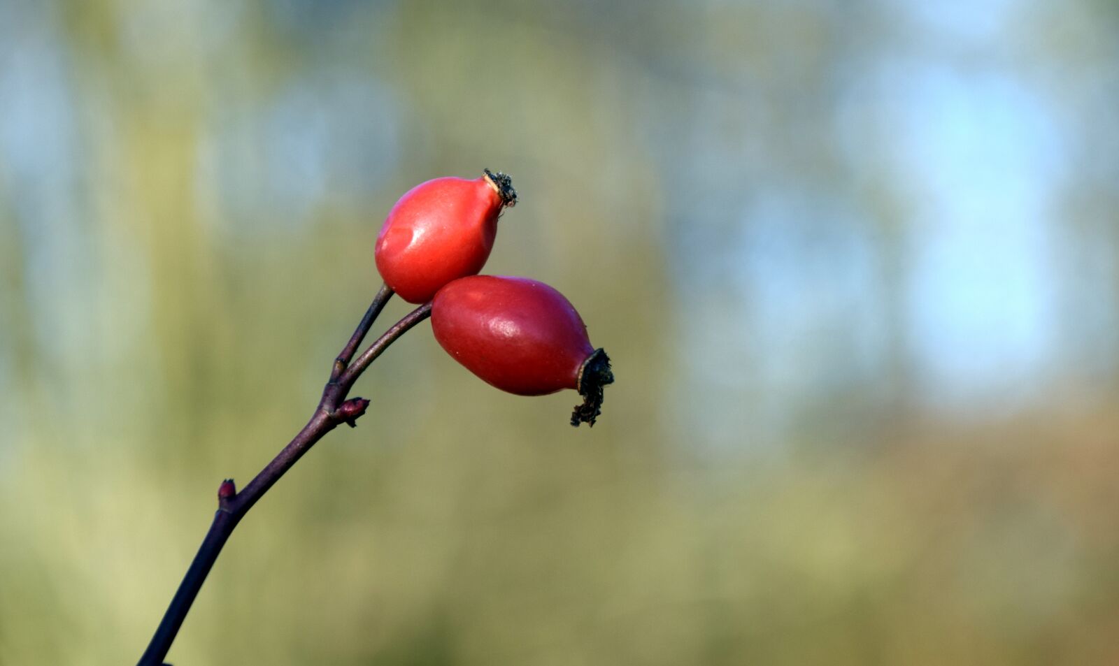 Nikon D3300 sample photo. Rose hip, red, nature photography
