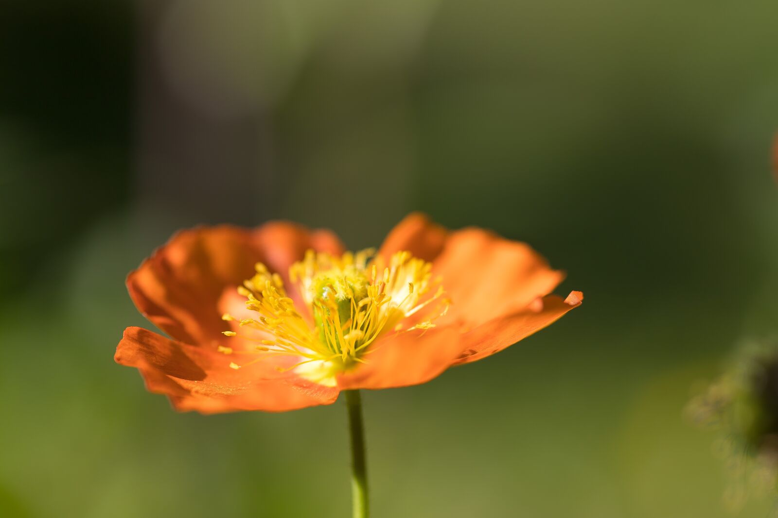 Canon EOS 6D Mark II sample photo. Flower, summer, nature photography