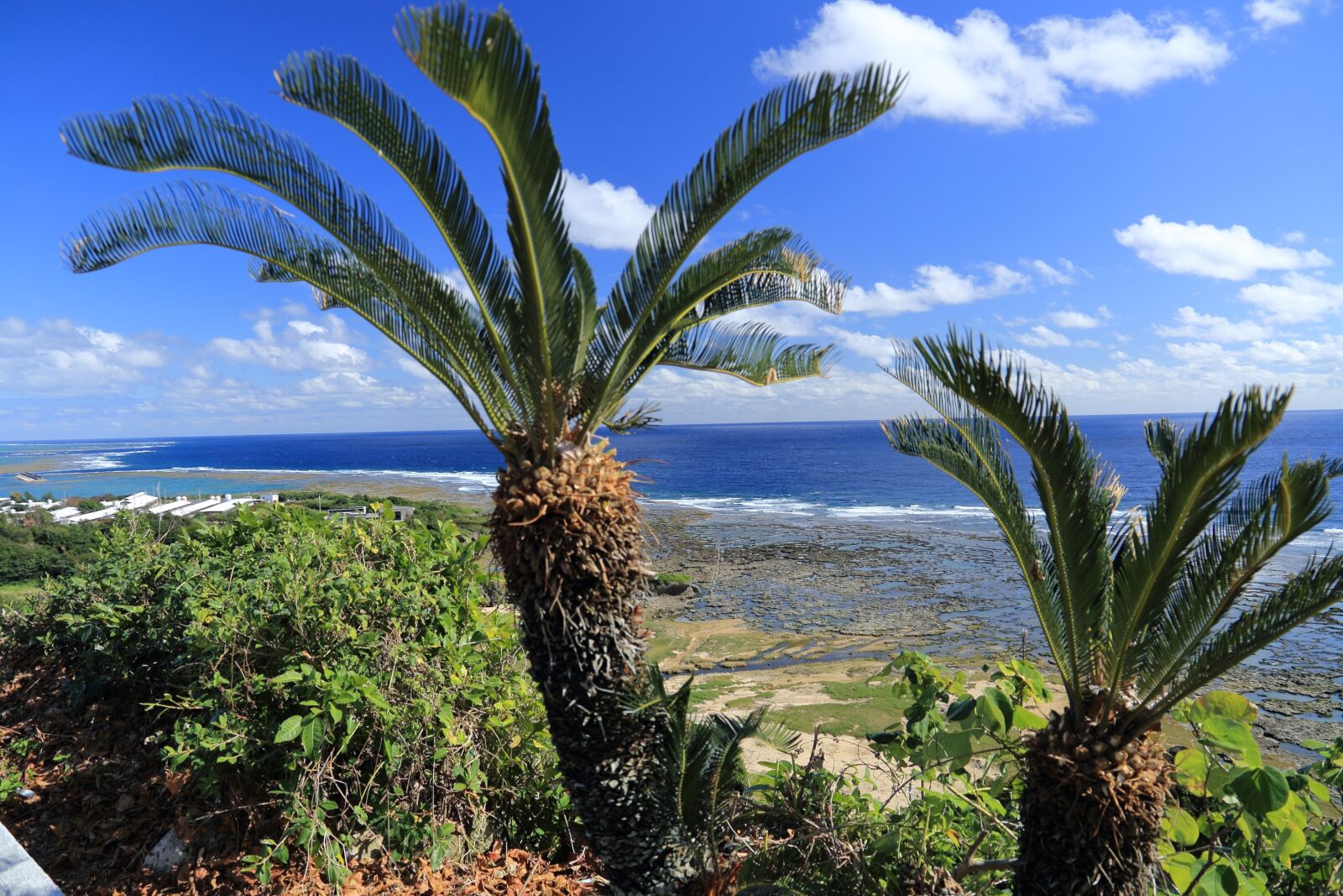 Canon EF 24-105mm F3.5-5.6 IS STM sample photo. Okinawa, blue sea, cycas photography