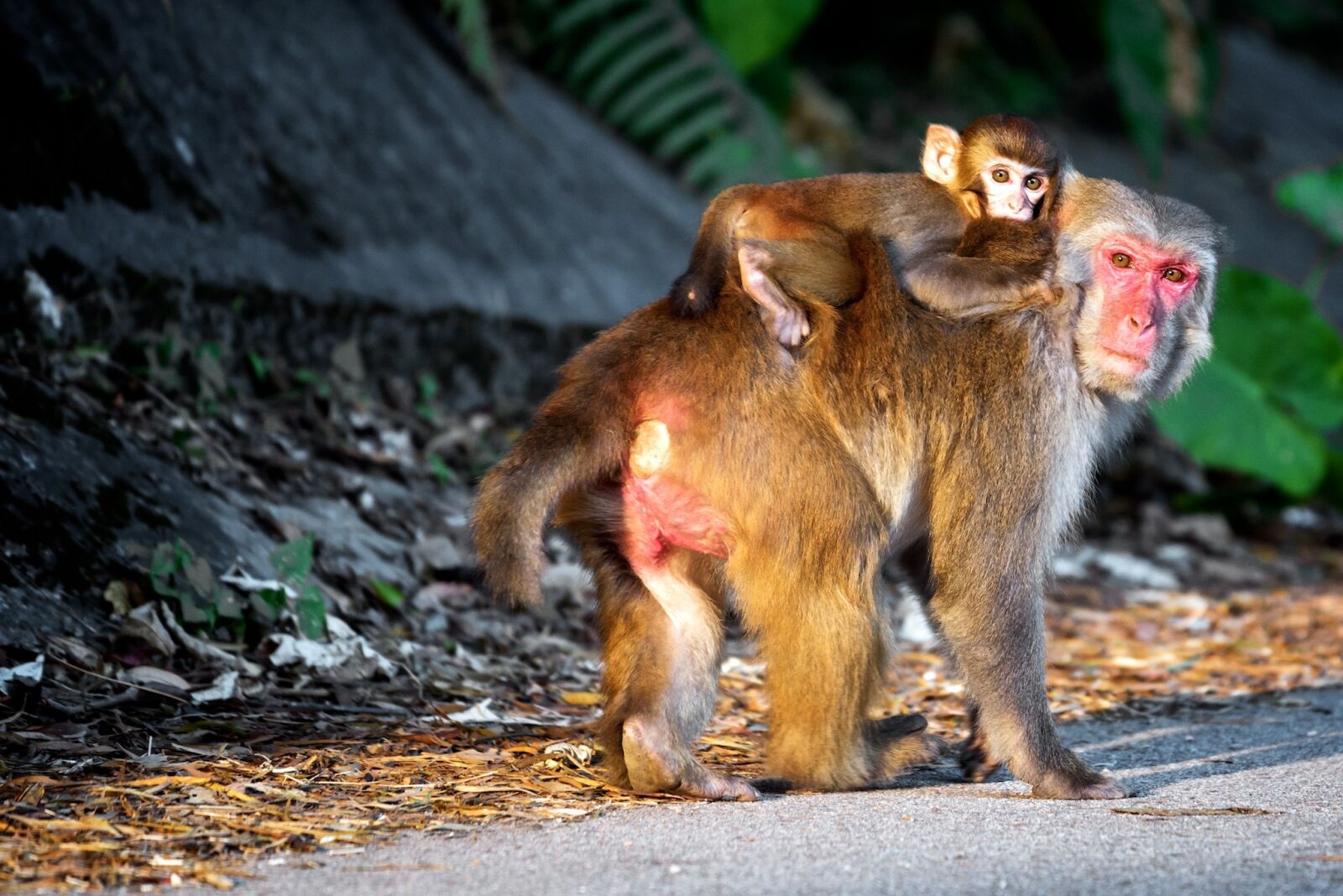 Nikon D750 sample photo. Monkey, parental, animal photography