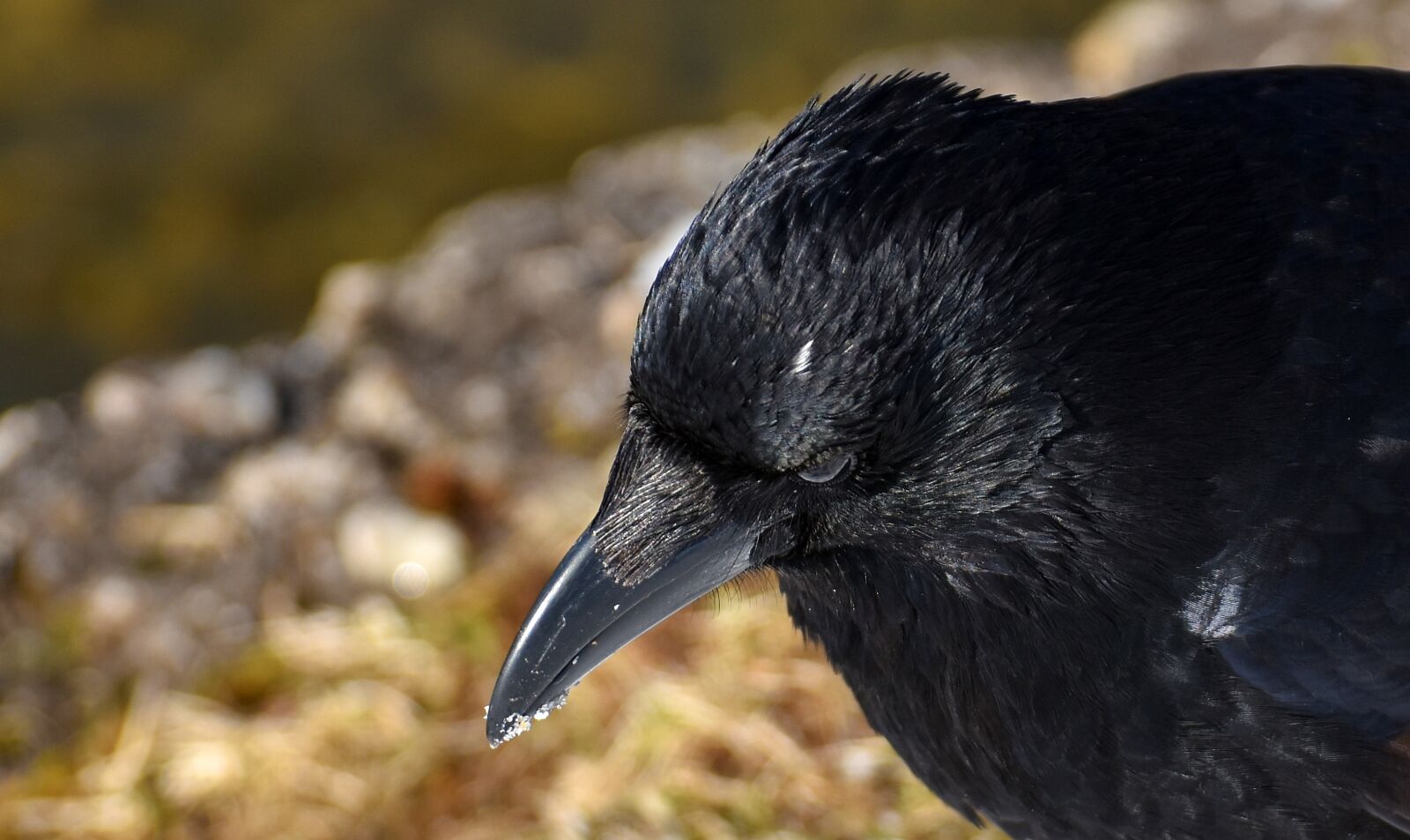 Nikon D7200 sample photo. Common raven, raven, snow photography