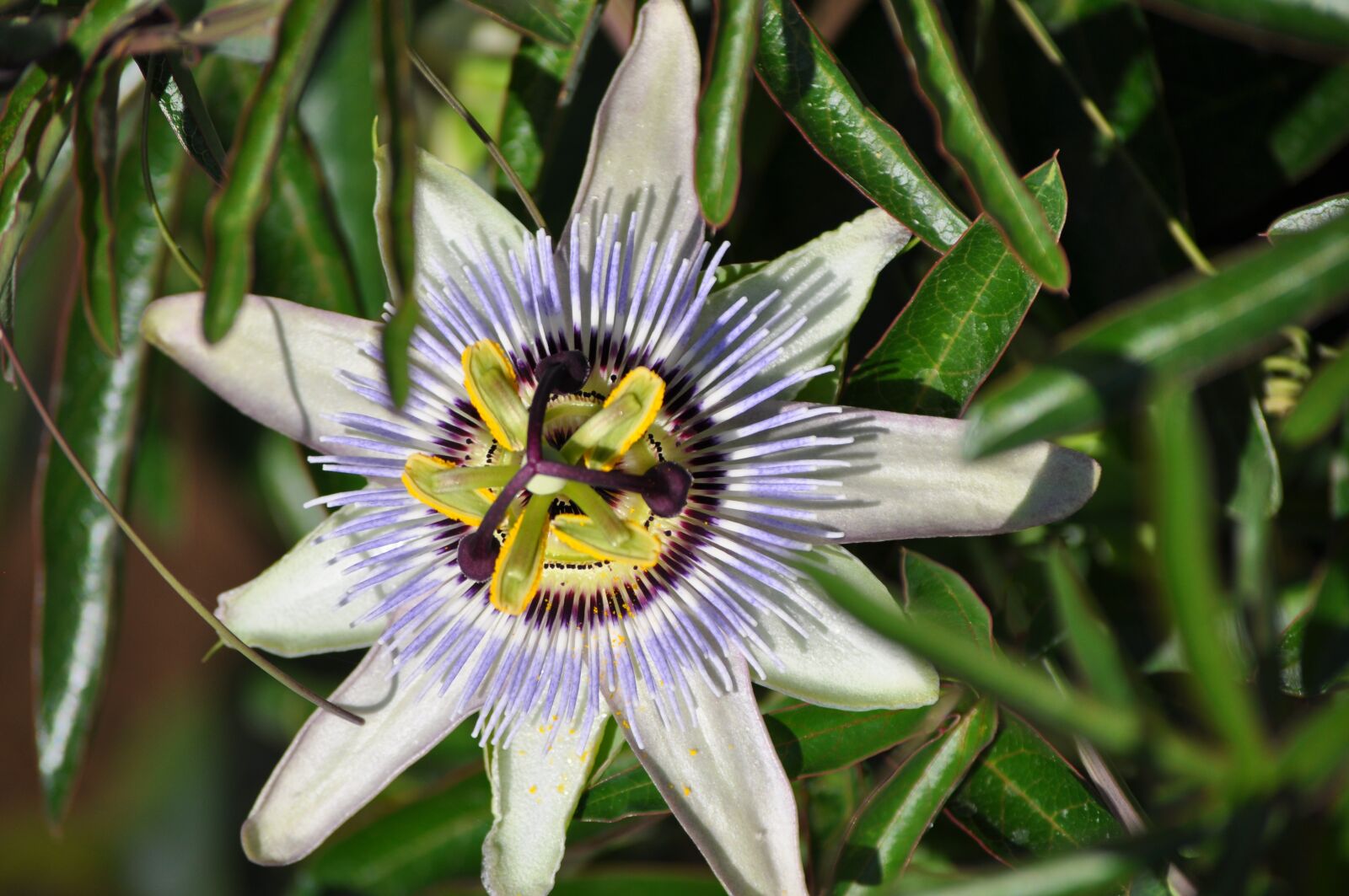 Nikon D5000 sample photo. Passion flower, summer, exotic photography