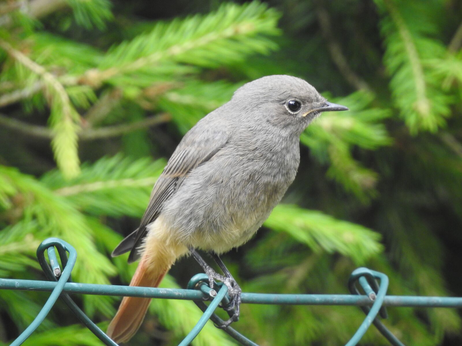 Nikon Coolpix P900 sample photo. Black redstart, songbirds, birds photography