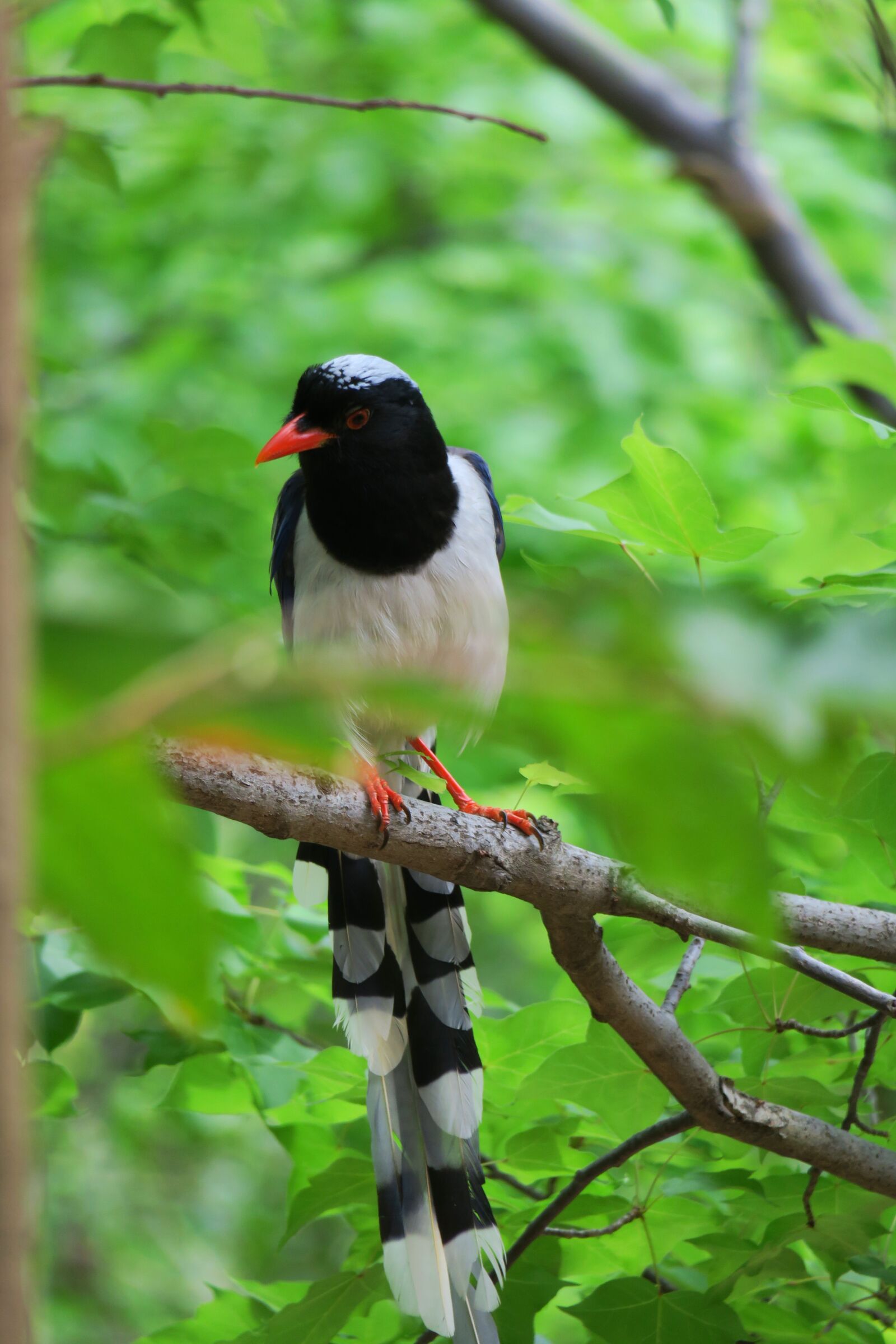 Canon PowerShot G3 X sample photo. 红嘴蓝鹊, nature, bird photography