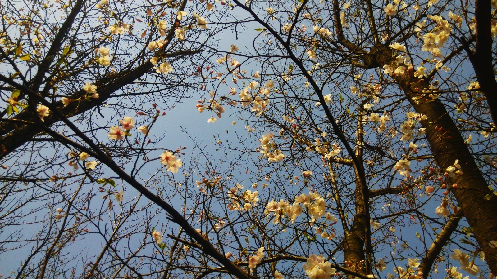 Xiaomi MI3 sample photo. Tree, spring, sky photography