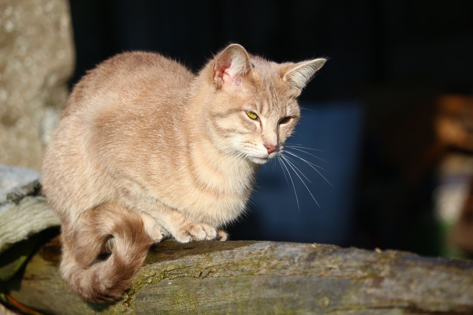 Canon EOS 100D (EOS Rebel SL1 / EOS Kiss X7) sample photo. Cat, mieze, mackerel photography