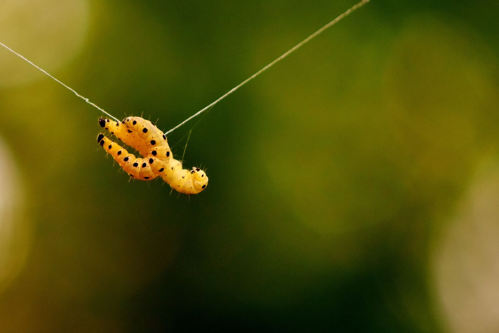 Nikon D7200 sample photo. Larva, wax moth, galleriinae photography