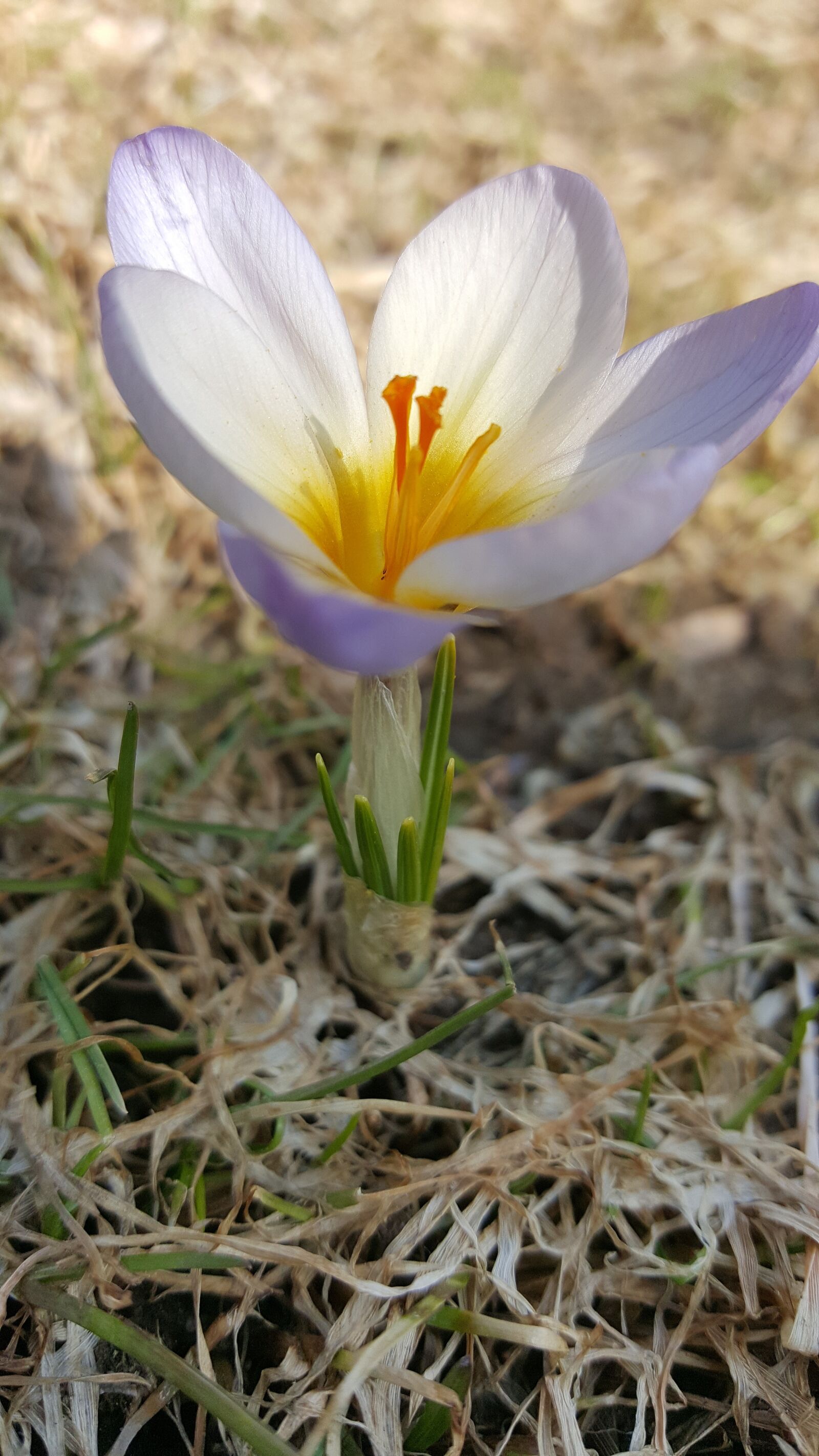 Samsung Galaxy S6 sample photo. Nature, flower, plant photography