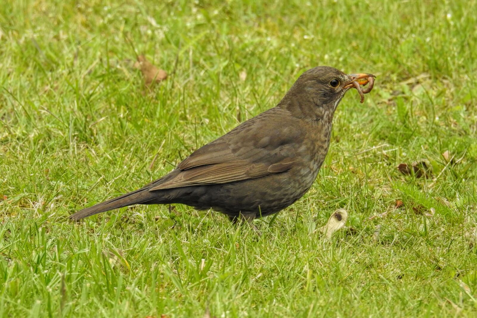 Nikon Coolpix P900 sample photo. Blackbird, blackbird female, worm photography
