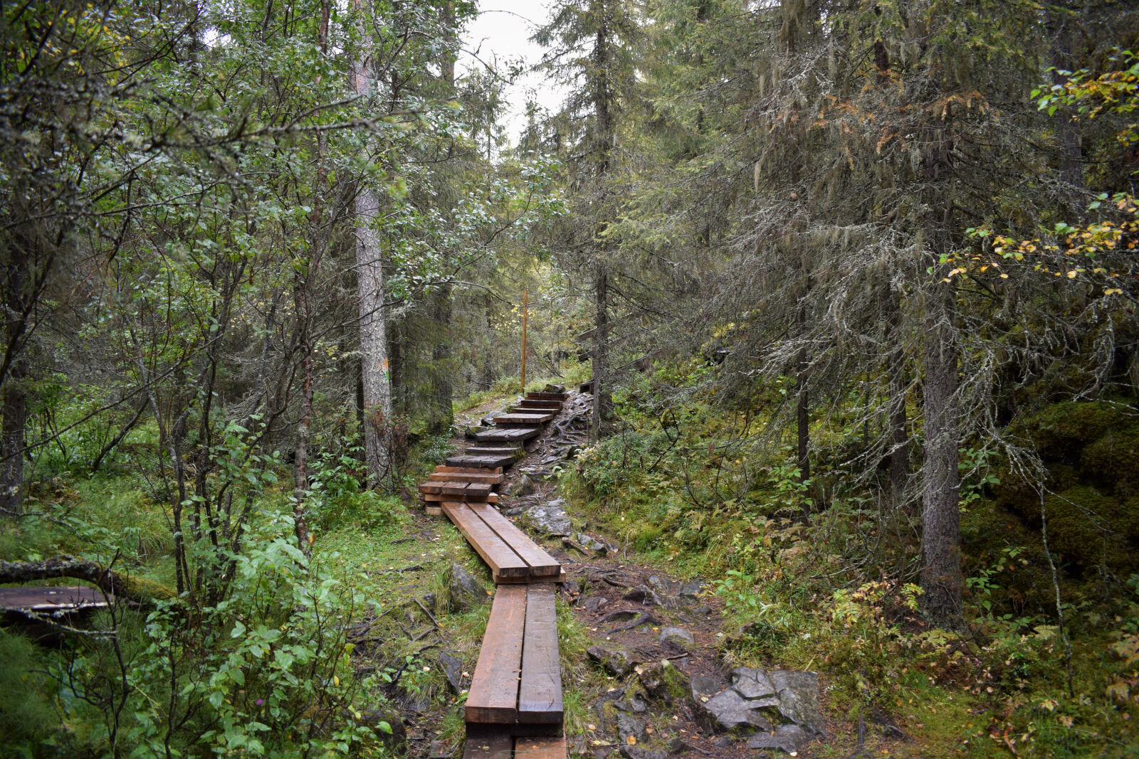 Nikon D3300 sample photo. Autumn, forest photography