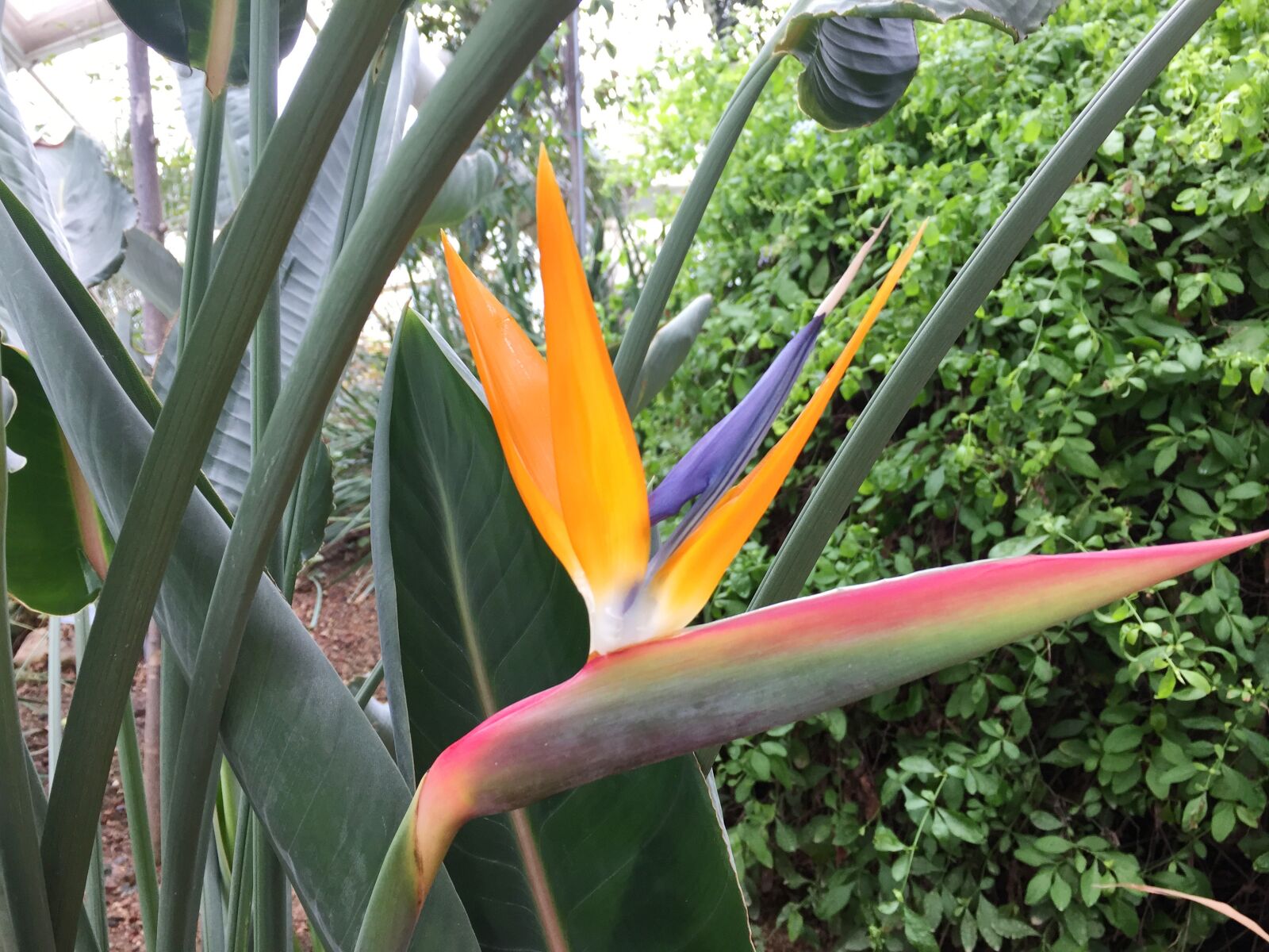 iPhone 6 back camera 4.15mm f/2.2 sample photo. Botanical garden, flowers, growth photography
