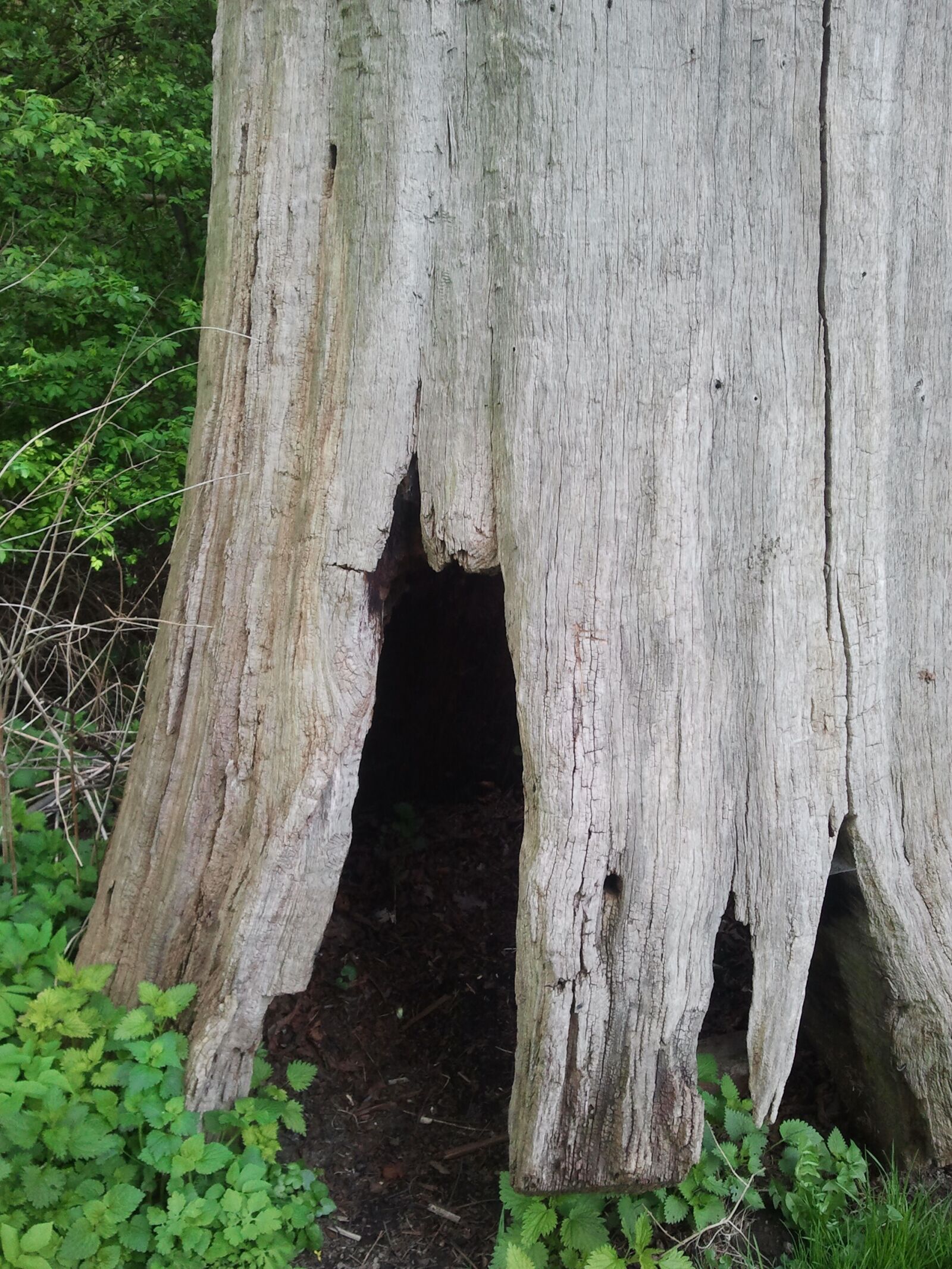 Samsung Galaxy S Plus sample photo. Tree cave, log, mystical photography