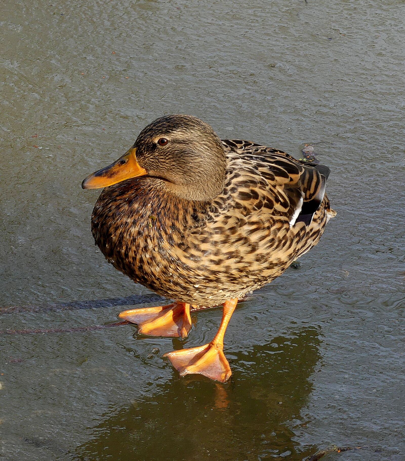 Panasonic Lumix DMC-FZ300 sample photo. Duck, female, ice photography