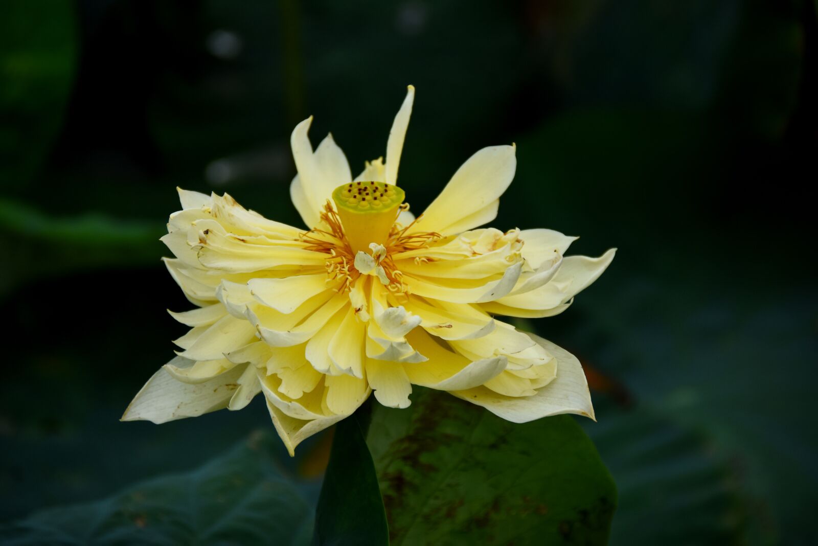 Nikon D7200 sample photo. Golden lotus, dress, outdoor photography
